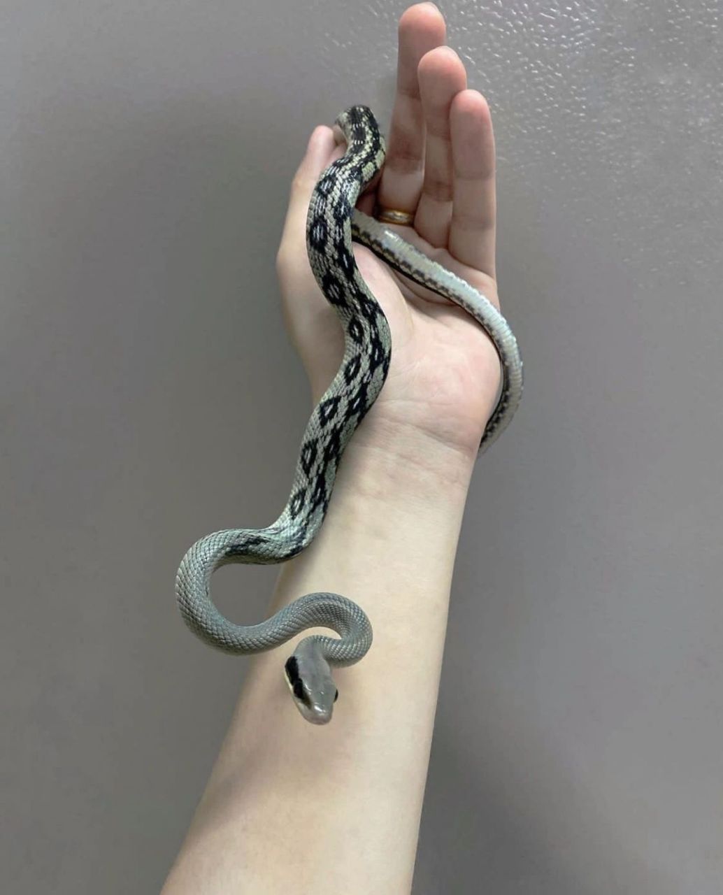 国蛇97之美 图片种:王锦蛇/黑眉锦蛇越南亚种/黑眉锦蛇 图源:郭双