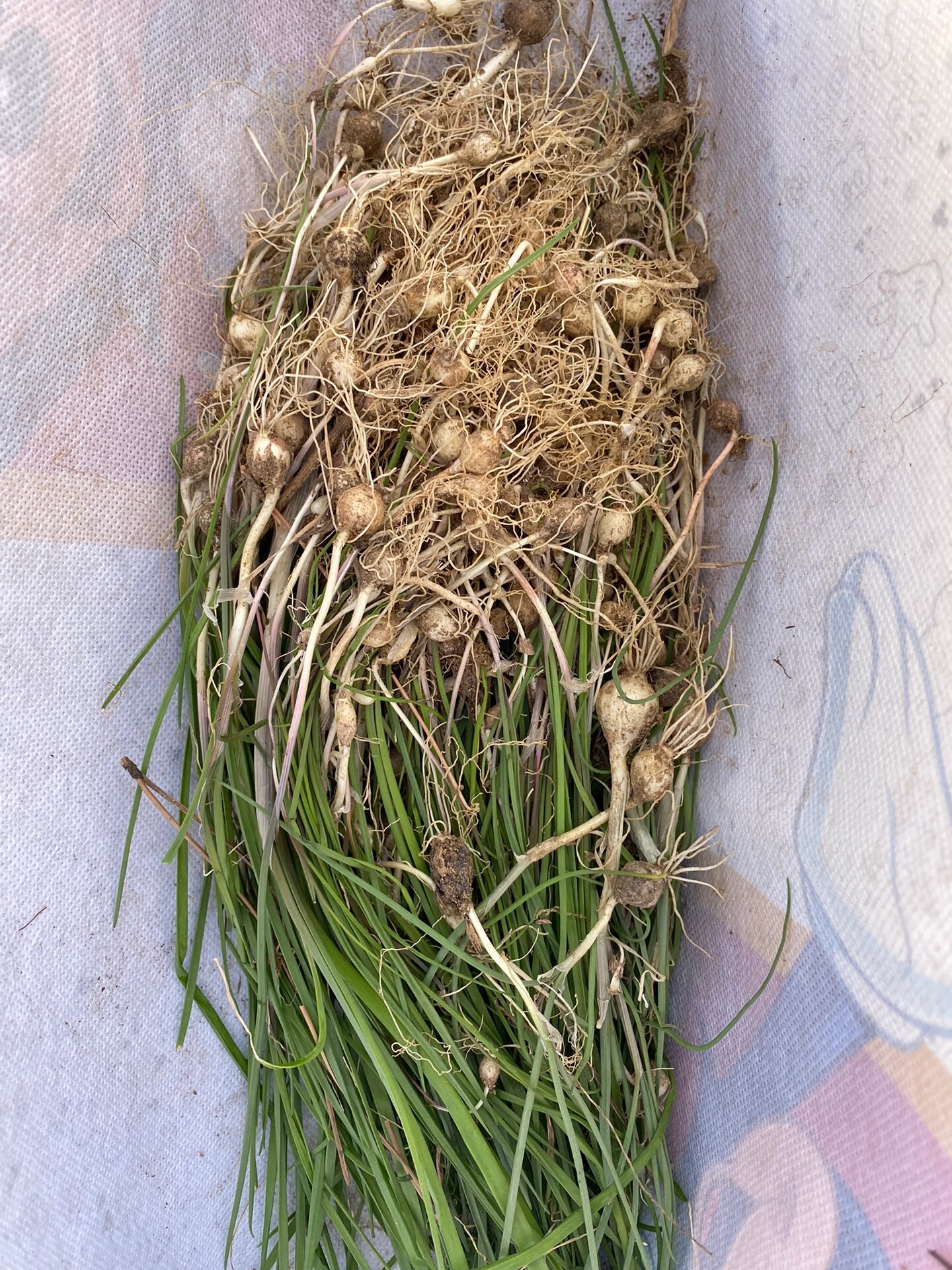 今日收获,北京挖野菜,黑山寨,野蒜野葱,踏青