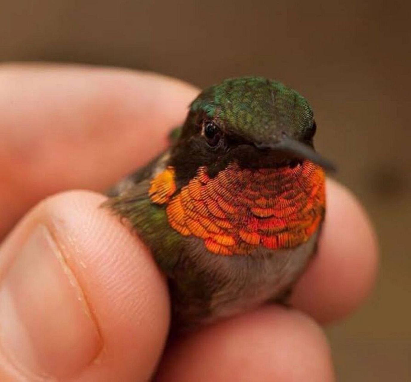 929292 生活在加勒比群岛的"蜜蜂蜂鸟"是世界上最小的鸟类,平均