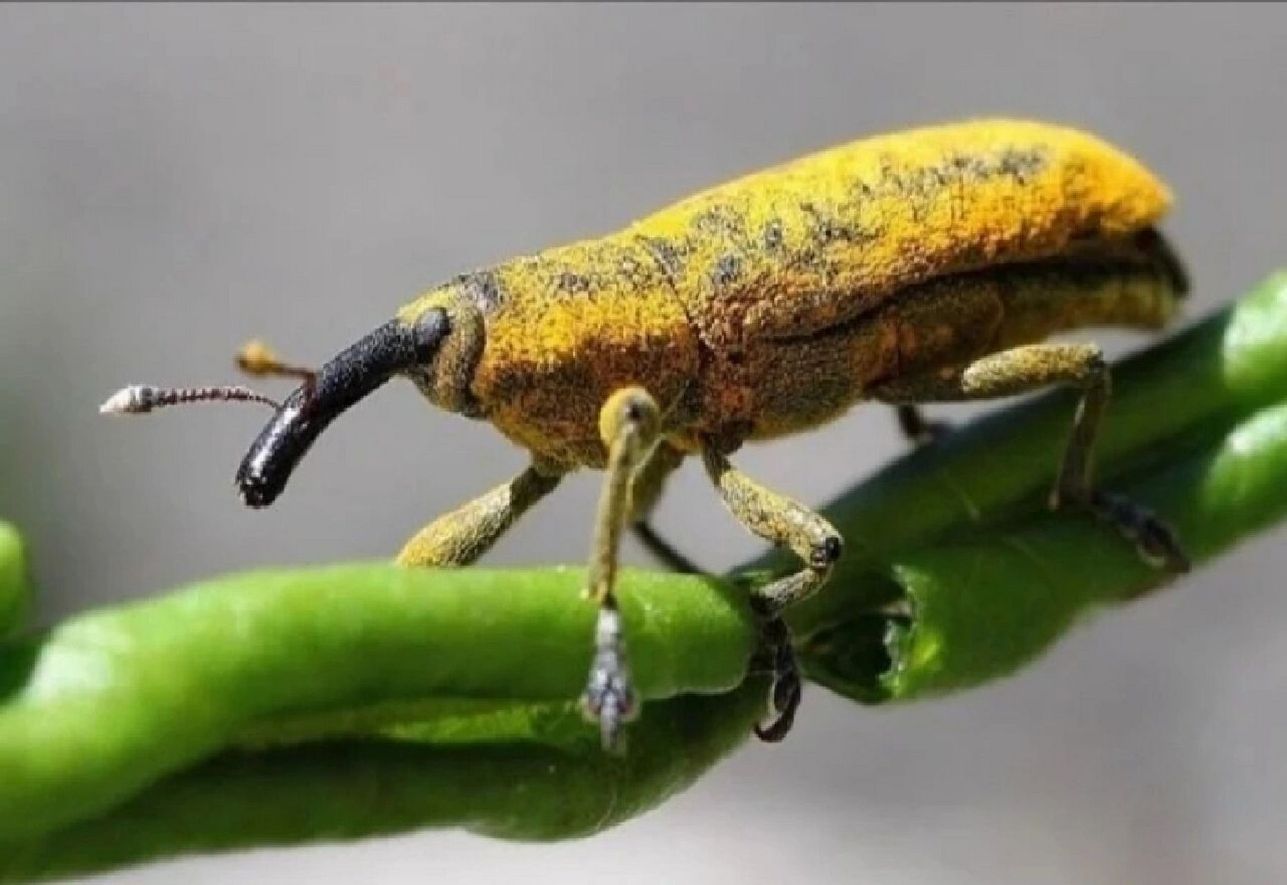 我们是害虫———不是所有象鼻虫都是害虫 象鼻虫(boll weevil,拉丁学