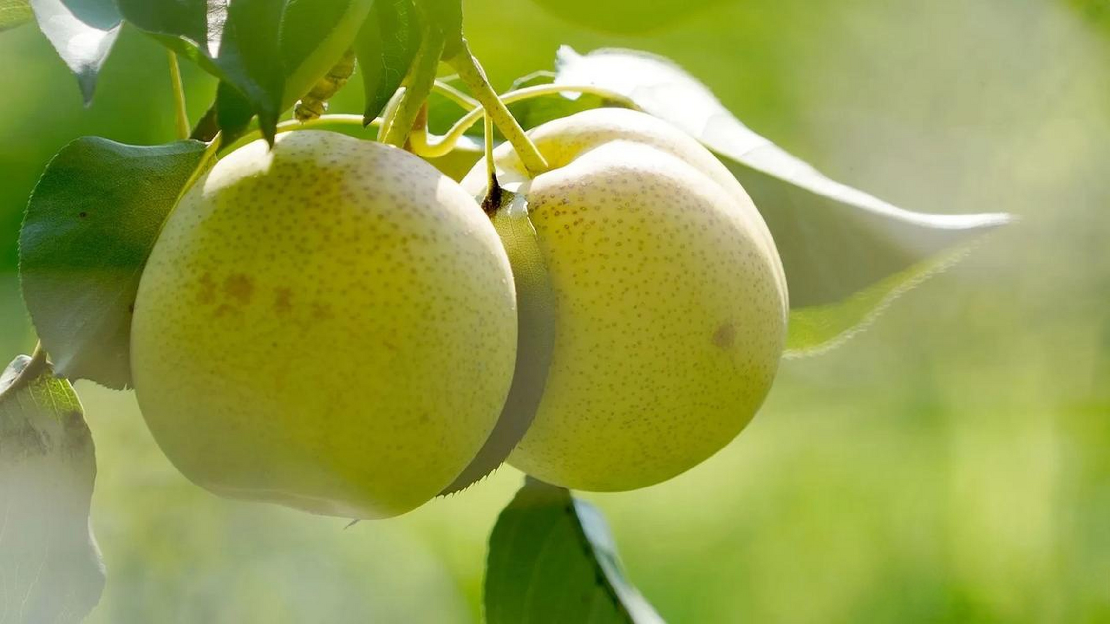 山西临猗县,嵋阳村,百亩红酥蜜梨成熟.运城头