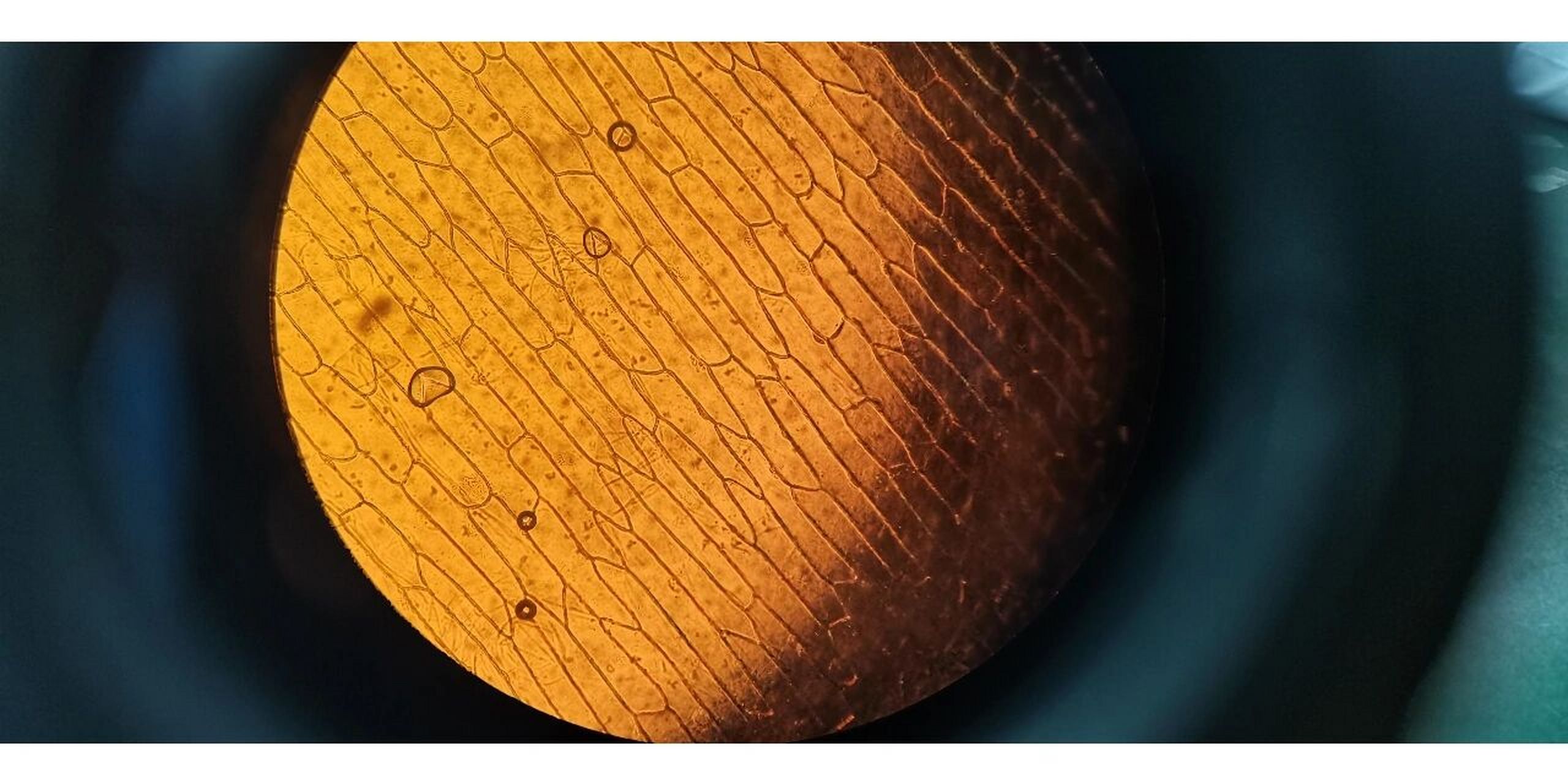 洋葱鳞片叶表皮细胞结构 #学医学生医学生物 需要的宝自取