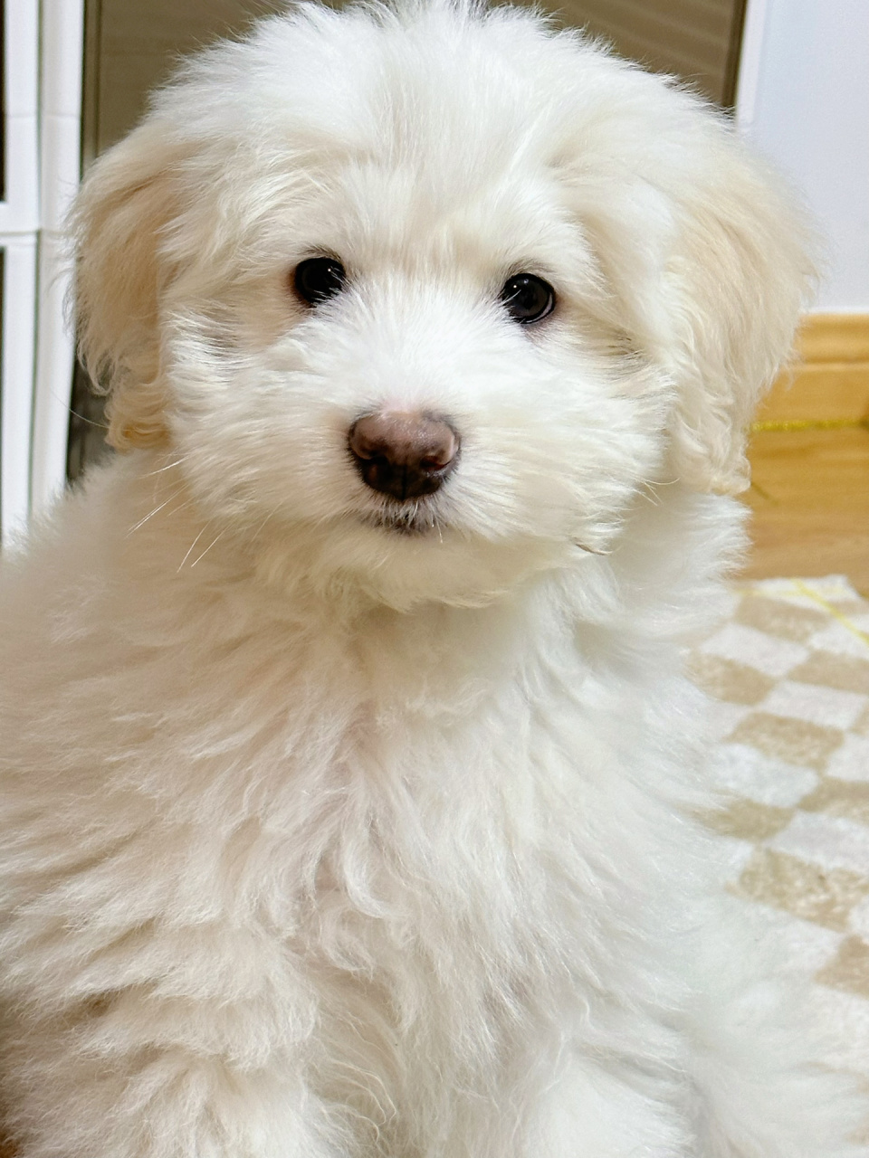 分享我的狗子,金毛和比熊的串串.