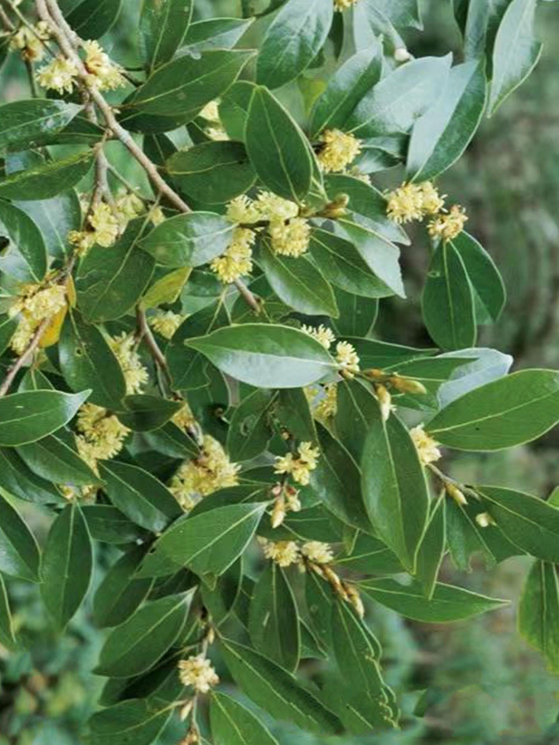 香叶|提味神器91 98名称:香叶 98别名:月桂叶 98季节:花期3-4