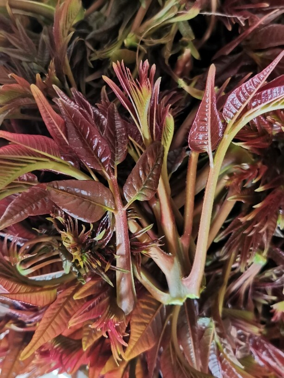 满满一大盆,做了椿菜煎蛋和清炒椿菜