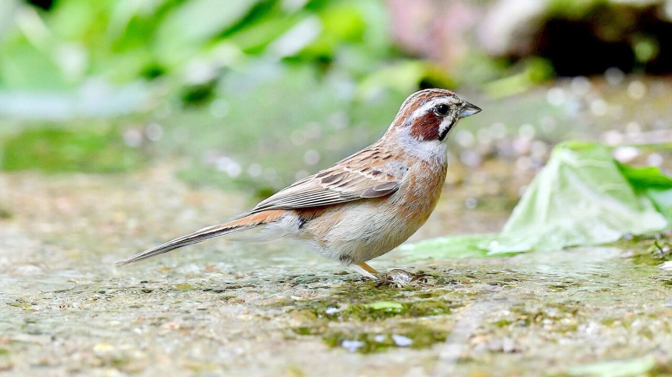 三道眉草鹀 三道眉草鹀在《中国鸟类野外手册》编号1307(学名