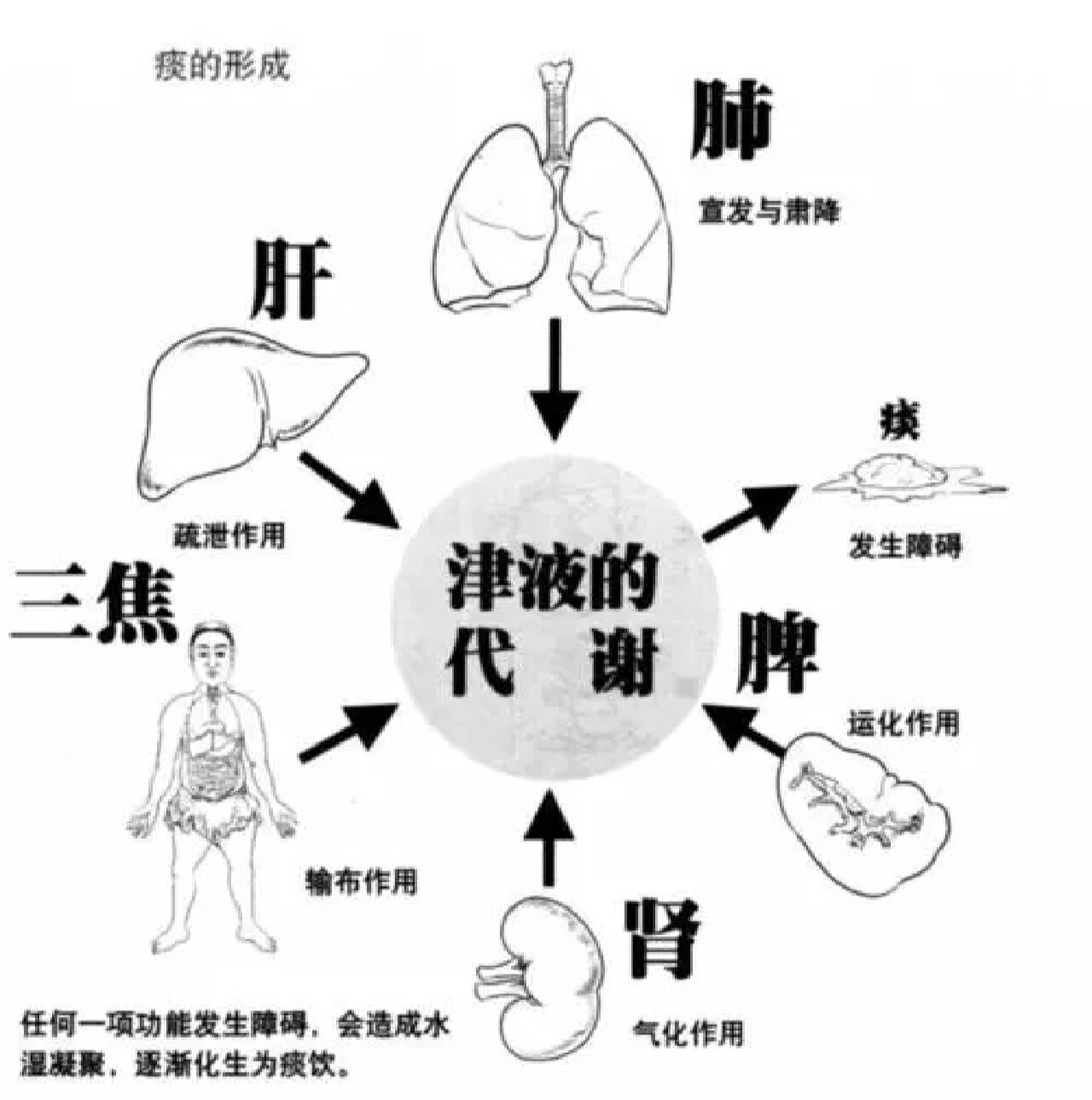 痰液分三层图片图片