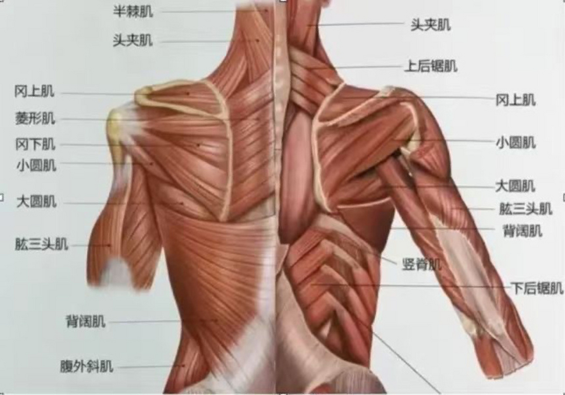 背部肌肉  我们背部的肌肉从其附着位置以胸六棘突
