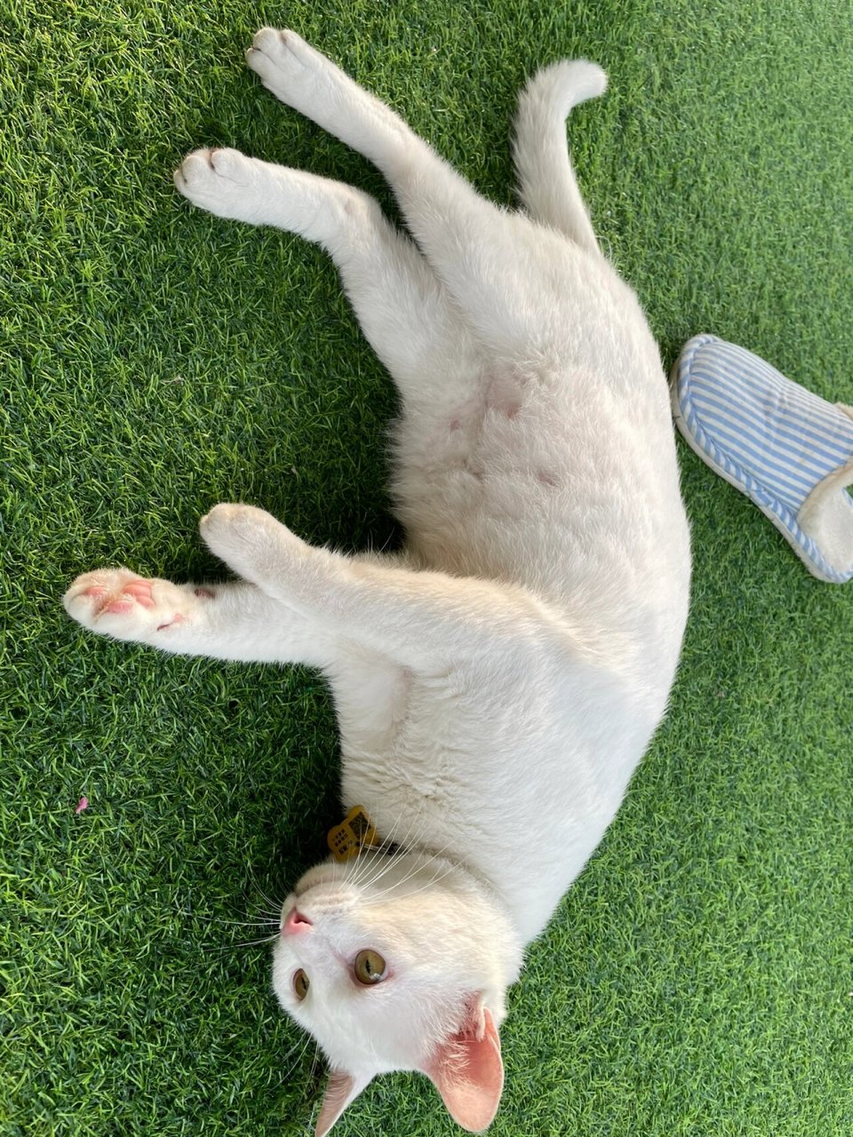 猫和老鼠里面那只美丽的白猫 猫咪名字叫小米渣 品种:中国的狸猫(只是
