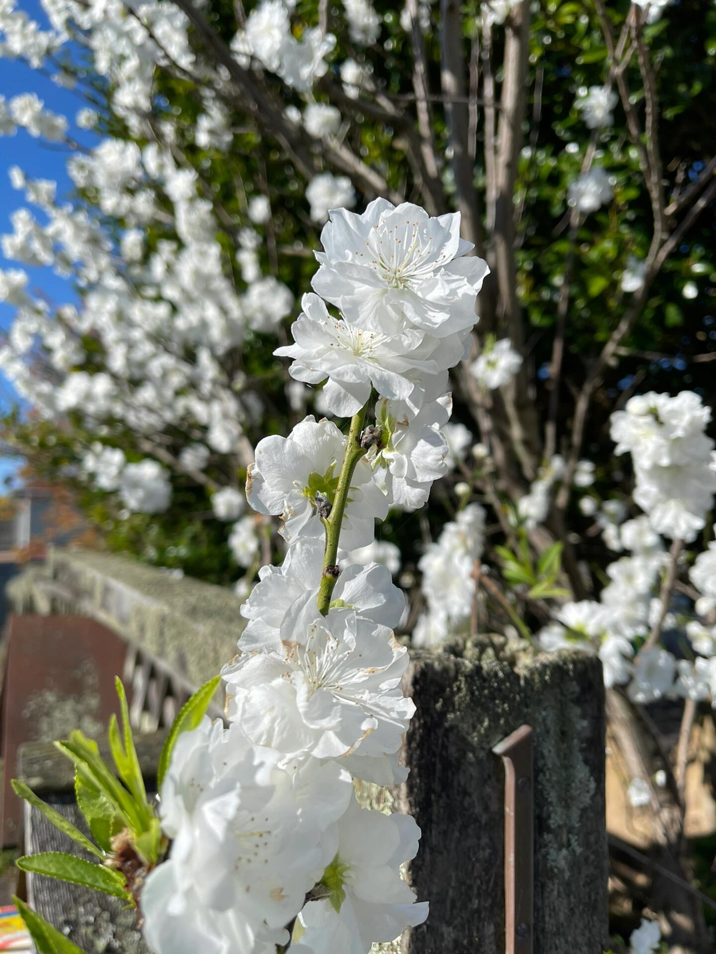 白花山碧桃 白花山碧桃是桃的栽培品种之一,据说是山桃与桃的天然杂交