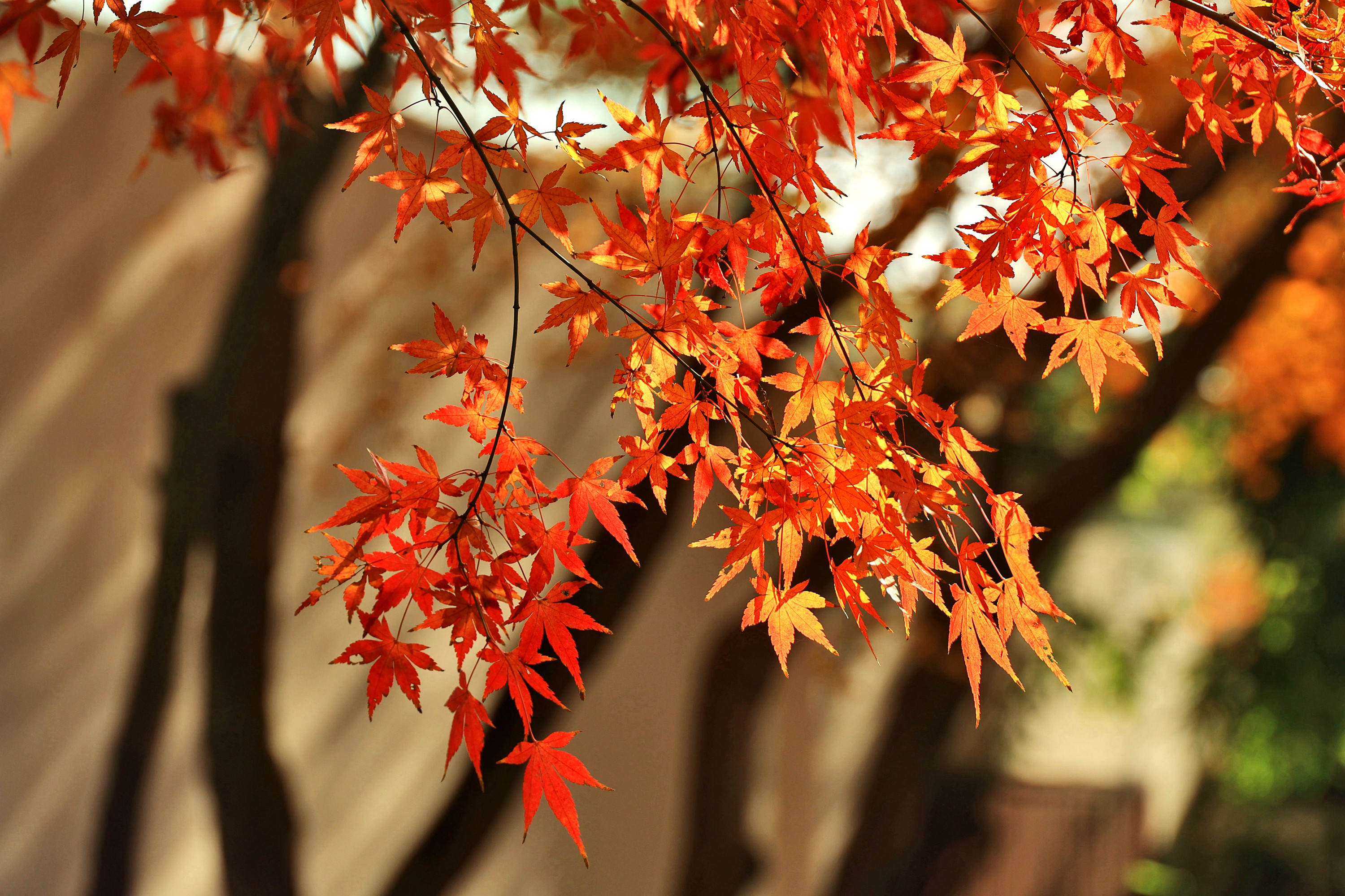《宁波园林博物馆鸡爪槭红叶闪灼,美!》"凤脚踏过绿叶,留下一片绯红.