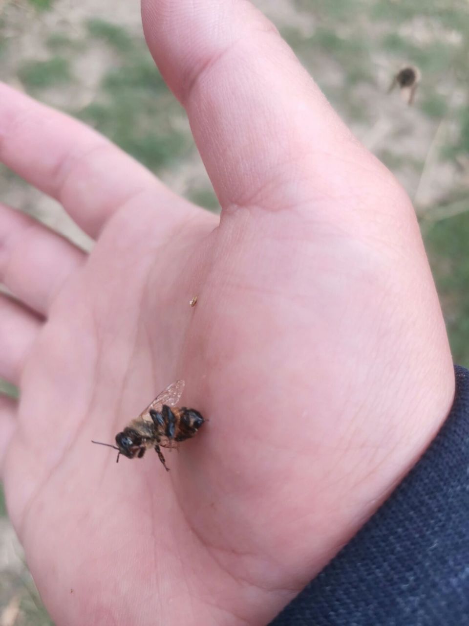 被蜜蜂蛰是一种什么样的体验?