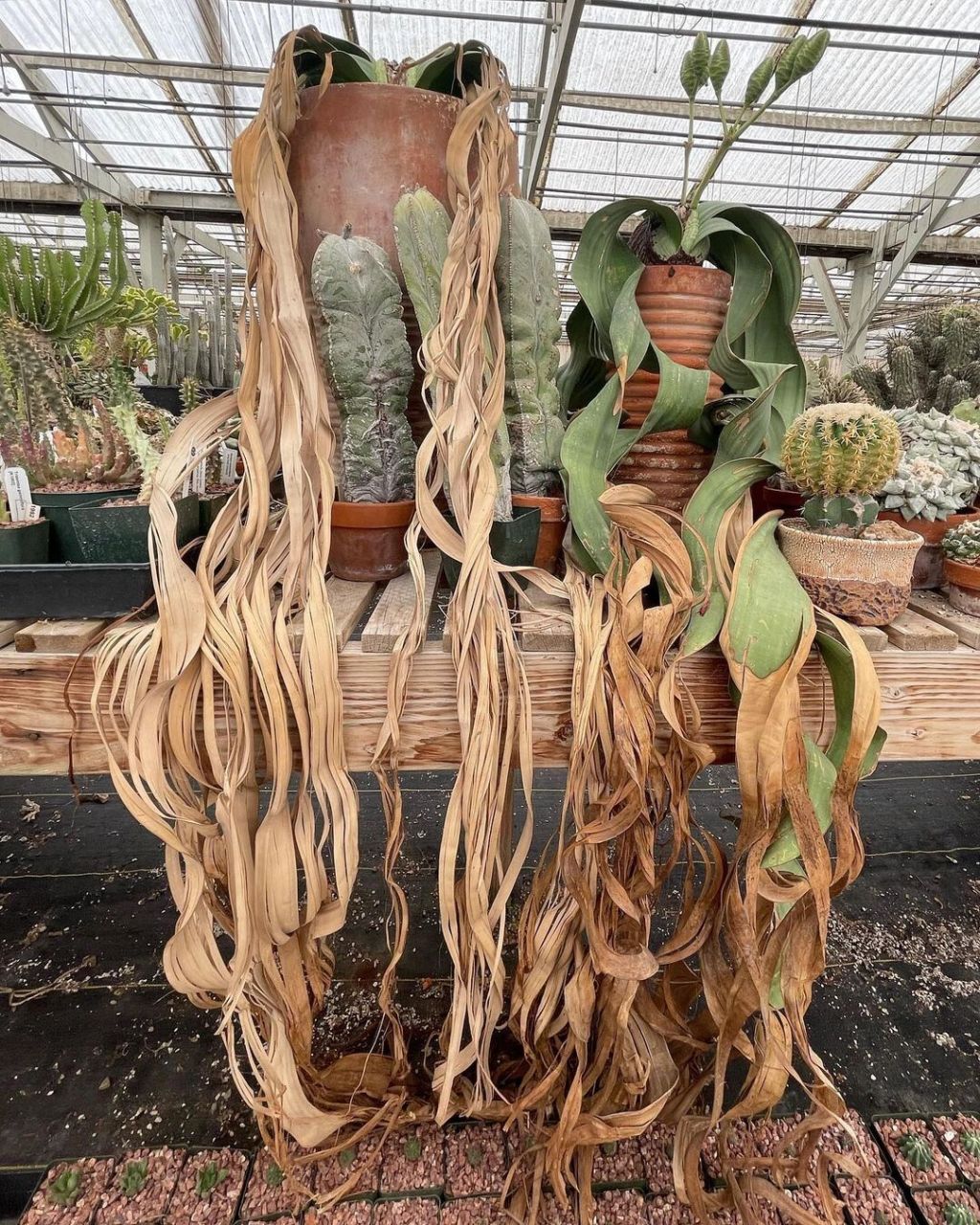 百岁兰为纳米比亚的国花.