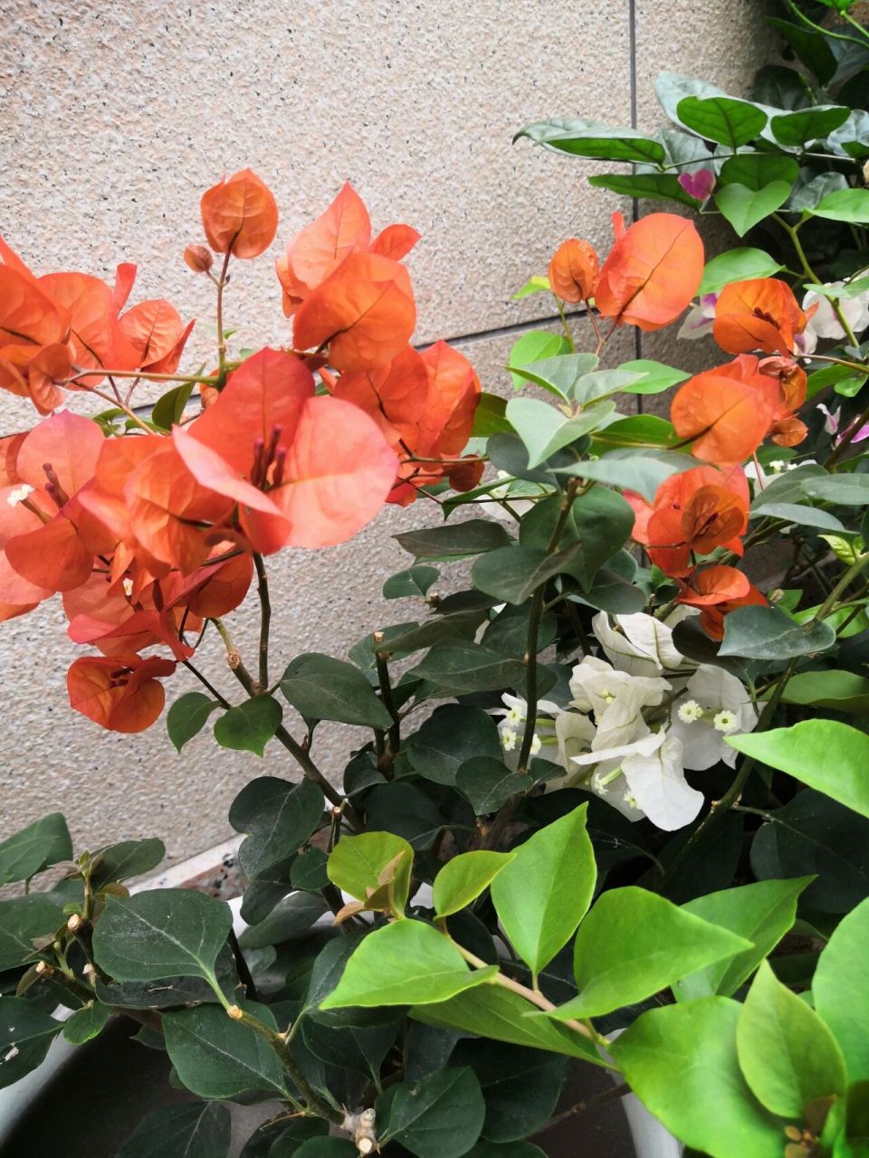 宝老橙三角梅 听说比较懒花,但开花绝对好看!花苞特别大,橙色如火