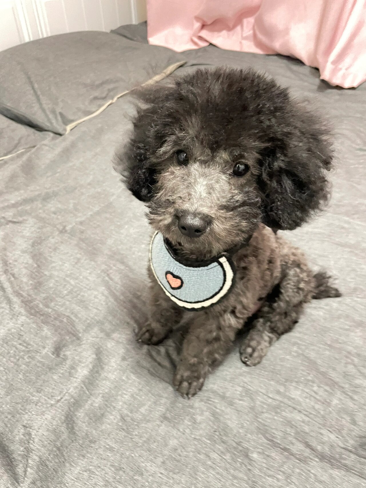 4个月灰泰迪体重5.6斤,太瘦了吗?