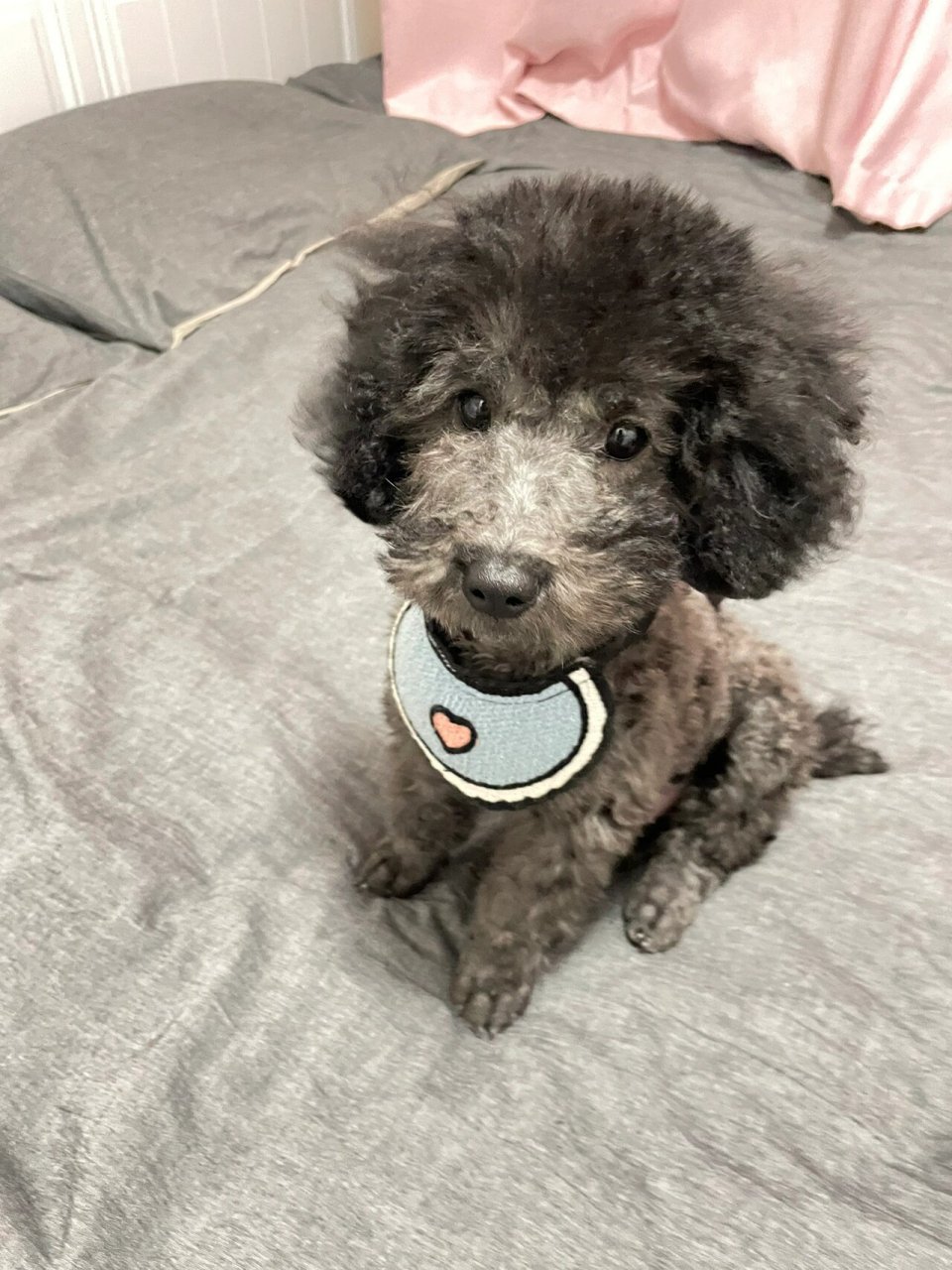 4个月灰泰迪体重5.6斤,太瘦了吗? 煤球还差几天就4个月了,体重5.