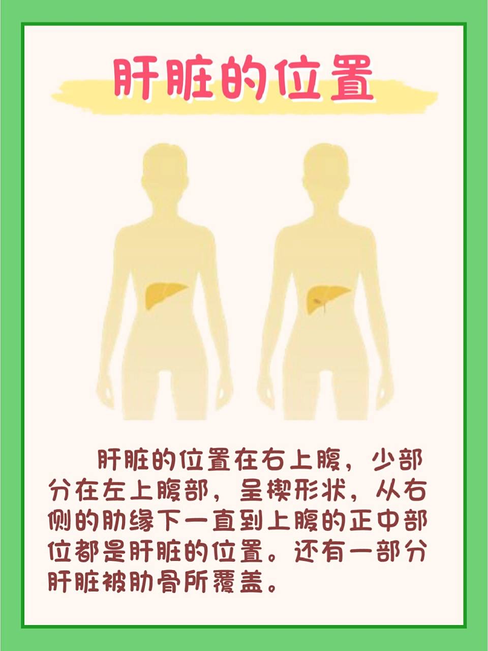 78 肝脏的位置在右上腹,少部分在左上腹部,呈楔形状,从右侧的肋缘