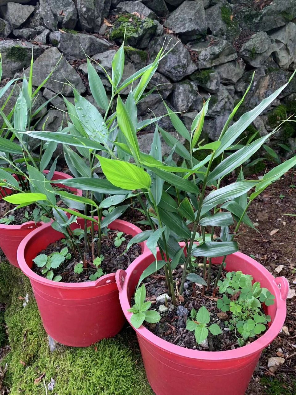 【两广特产】山姜苗小香姜苗阳山草果苗反季秋 山姜,小山姜是广西大石