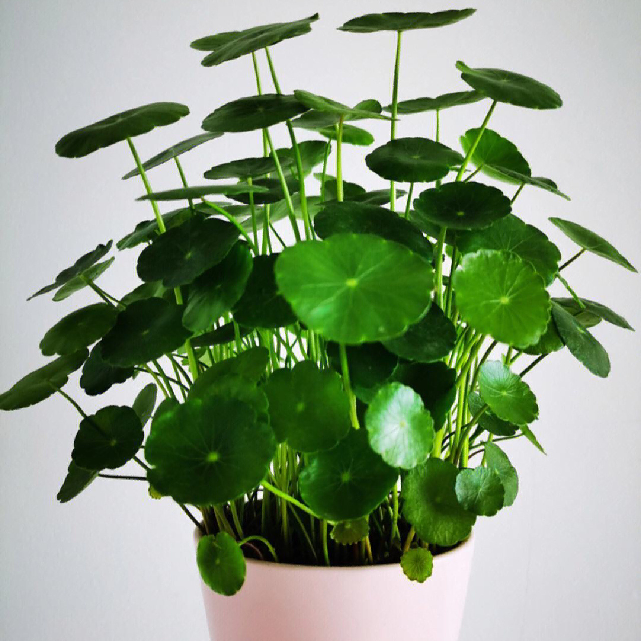 每天认识一种绿植:"财源滚滚"铜钱草 91名称:铜钱草 00别名:钱币