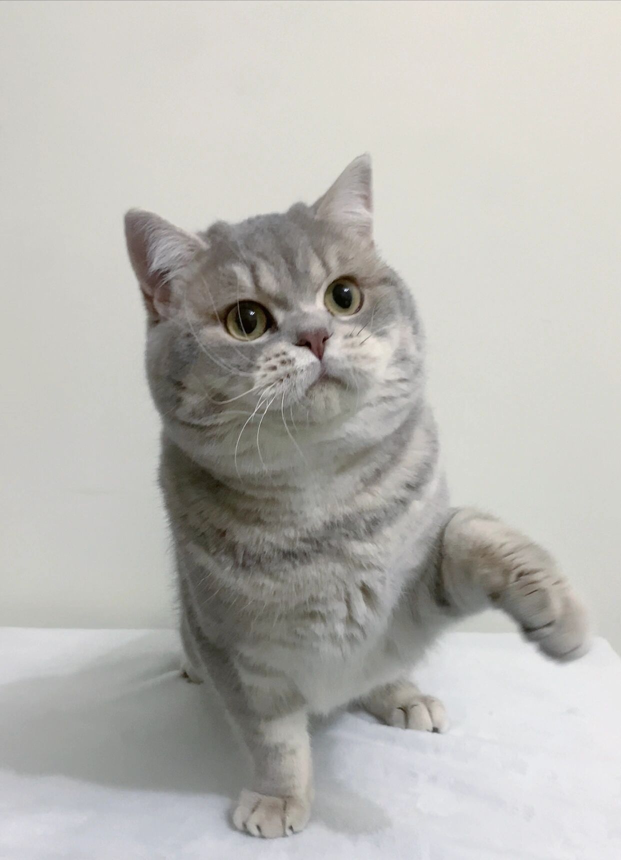 英短繁育颜色篇