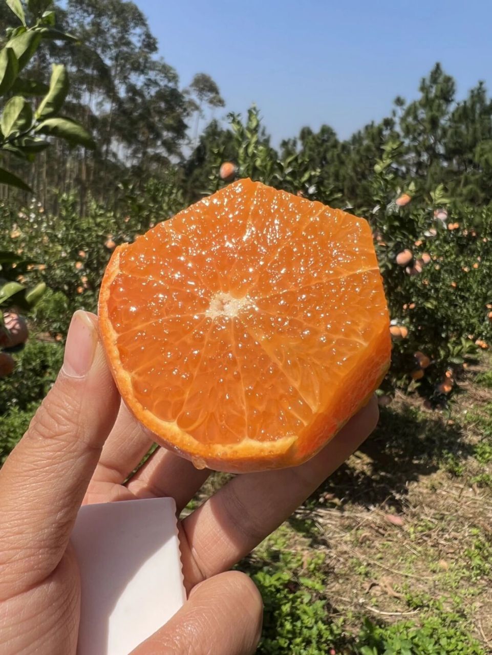 丑丑的茂谷柑,口感惊艳味蕾 92广西茂谷柑 生态果园自然生长,没有