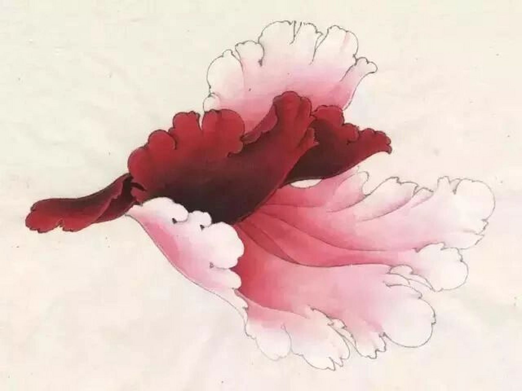 工笔画步骤分享(牡丹二乔的绘画步骤) 二乔是牡丹中的一种名贵花种.