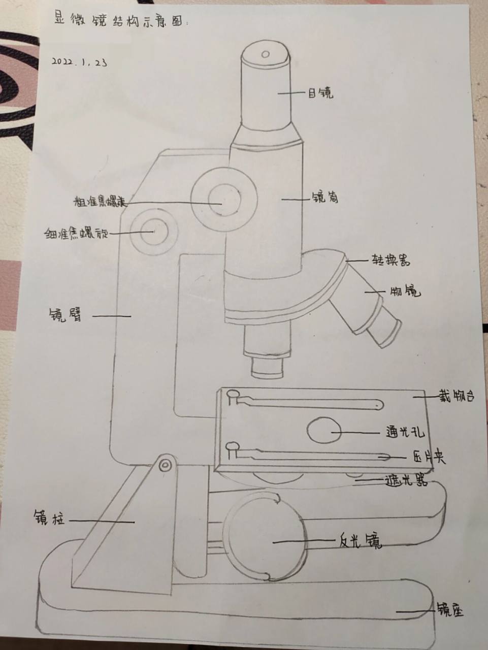 显微镜结构示意图(七上生物)