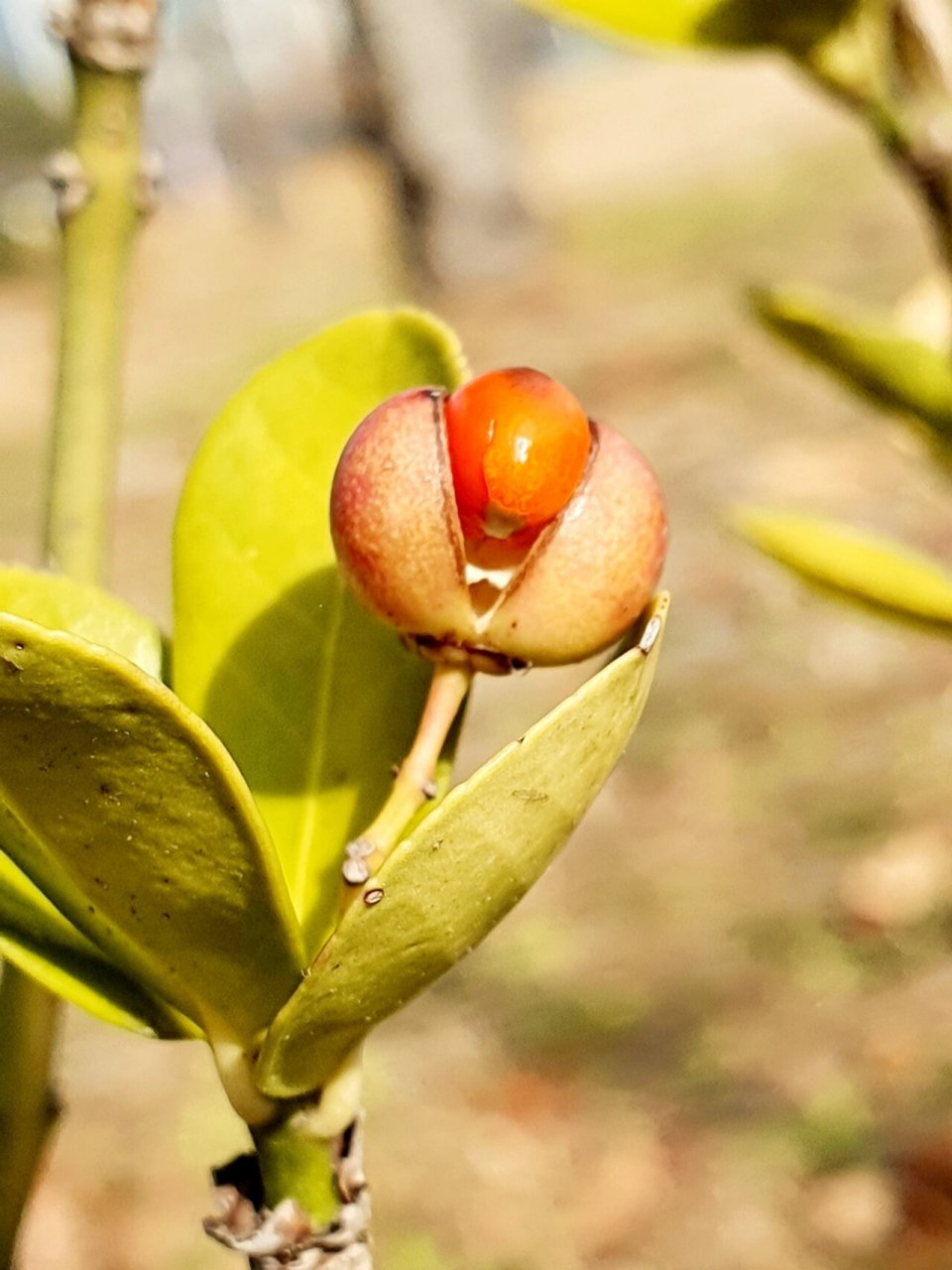 冬青卫矛 路边上冬青卫矛很常见,公园里这棵小小的树也结了不少果实