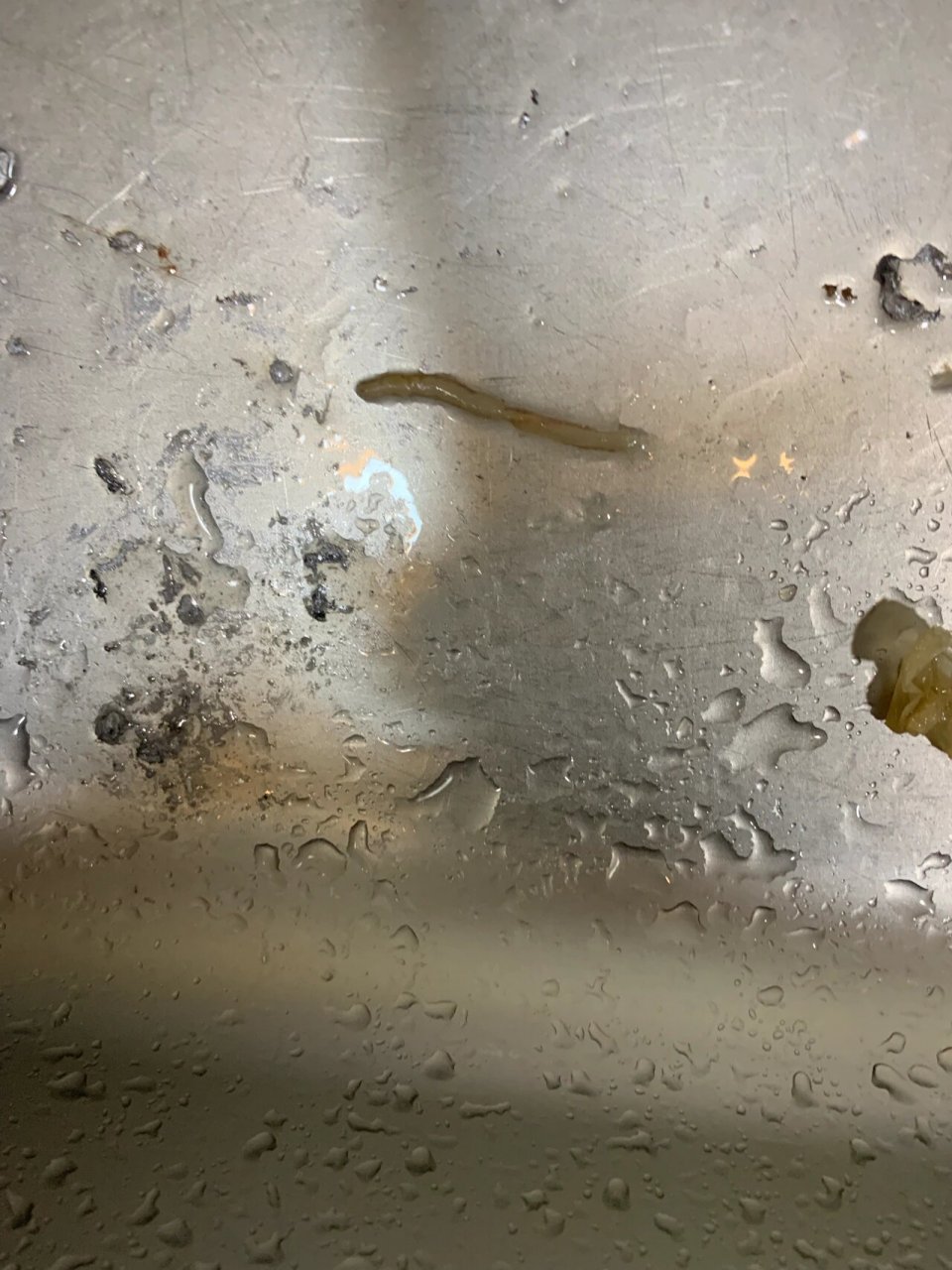 这个是寄生虫吗 带鱼里出来的 因为商家收拾好肠子 太多冷冻了 今天