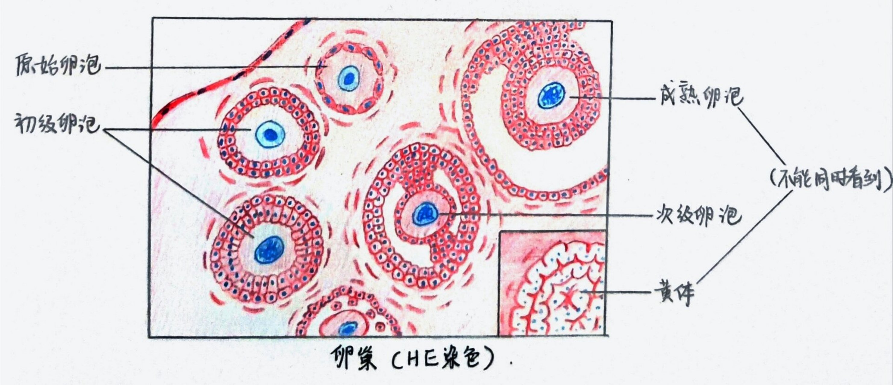 解剖学实验报告Ⅰ生殖系统Ⅰ红蓝绘图 卵巢,睾丸组织结构