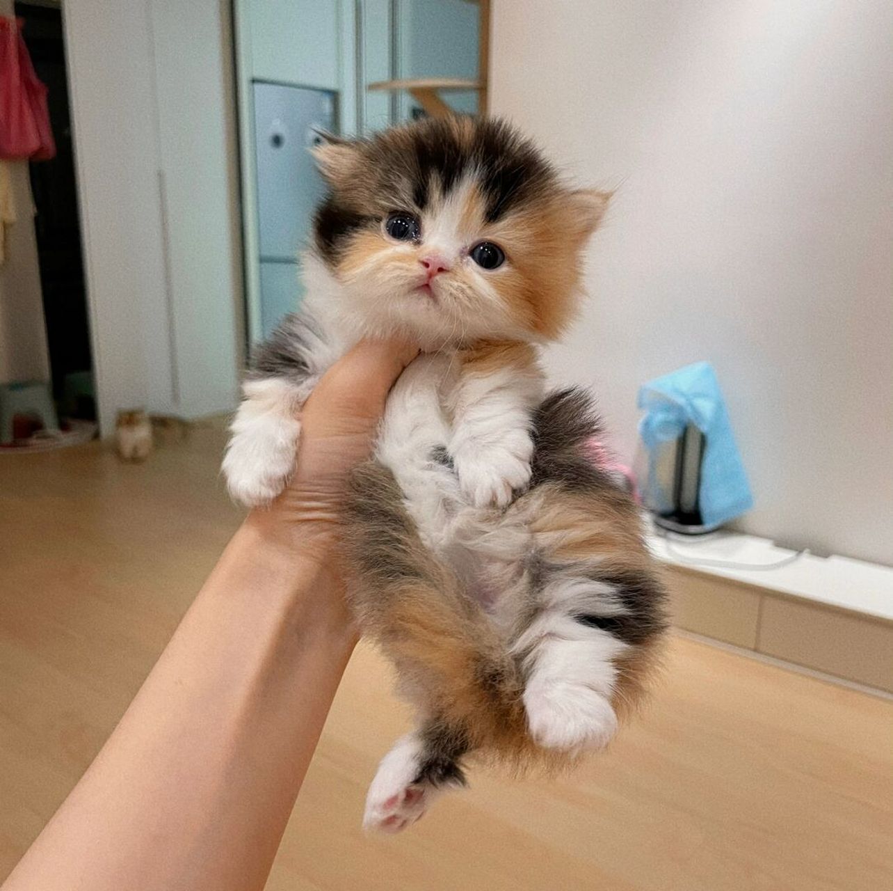 米努特三花矮脚92 一月龄留影 #乌鲁木齐# #小猫咪# #米努特矮脚猫