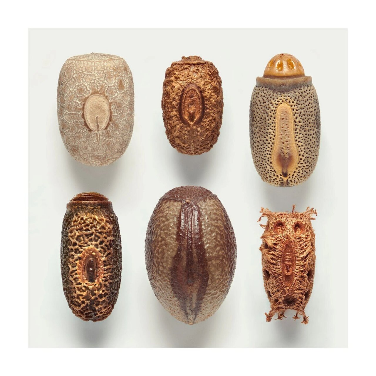 竹节虫卵 来自摄影师levon  biss拍摄的竹节虫卵高清照片,这些克里斯