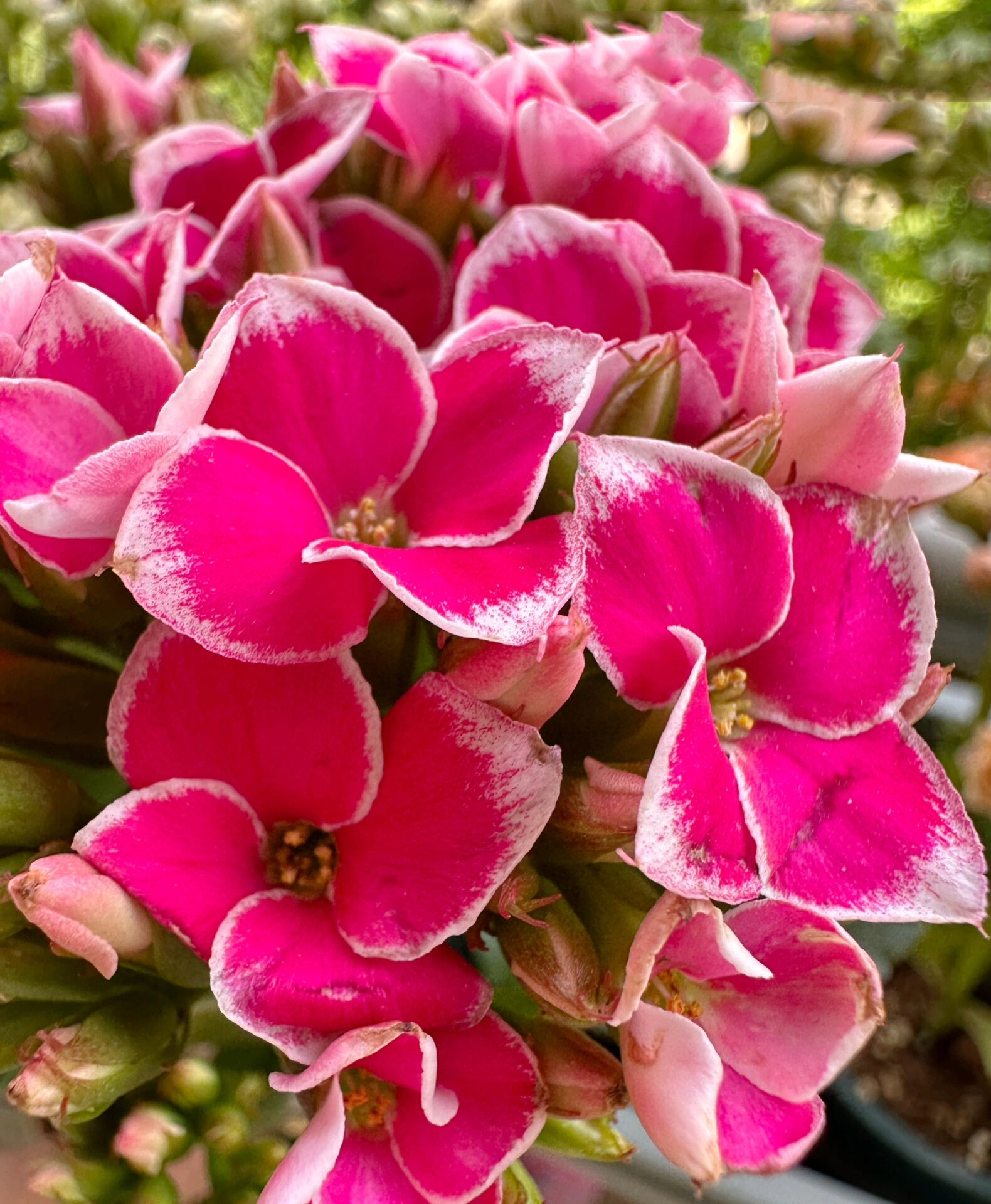 长寿花村粉图片