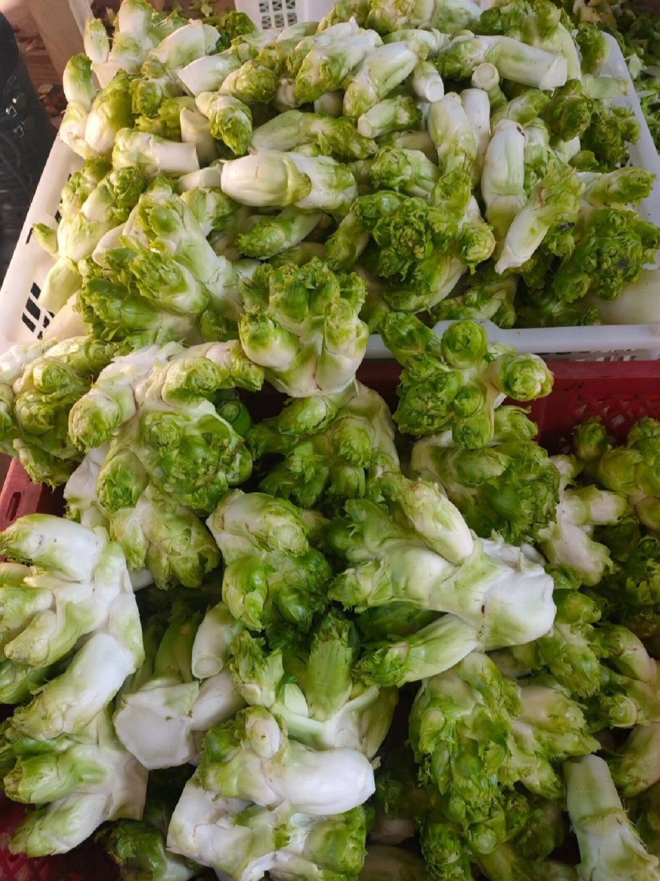 这就是儿菜,很多人分不清儿菜跟榨菜的区别,儿菜嫩一些,吃起来有荠菜