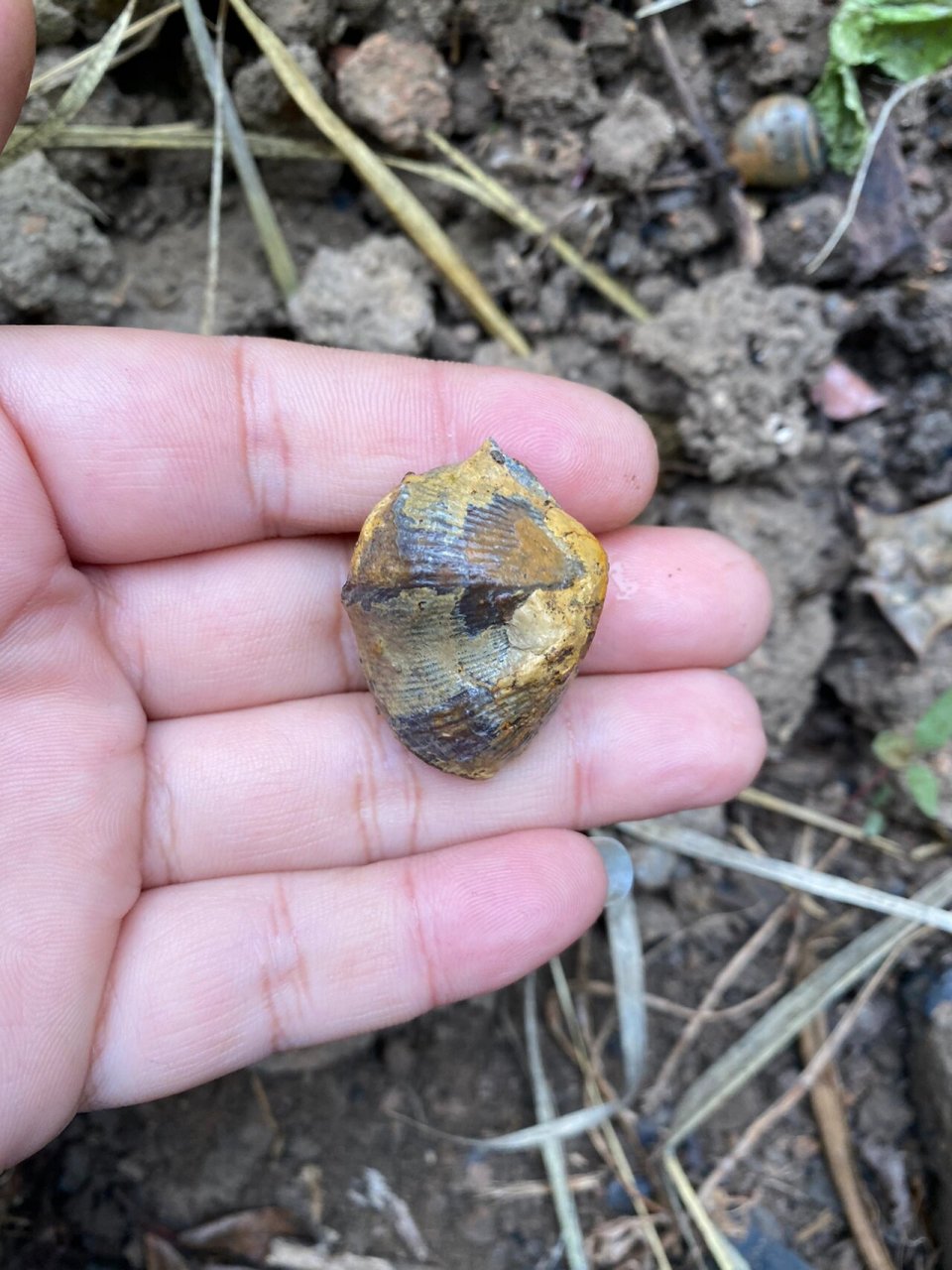 泥盆纪至白垩纪小石燕化石来一颗