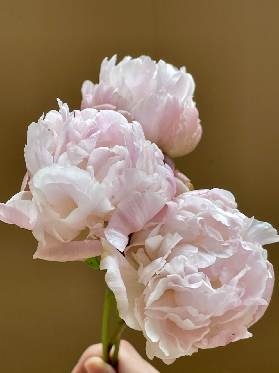 刚买回来的铁蛋 四川重瓣芍药 超详细养护 被路边的粉白色芍药花深深