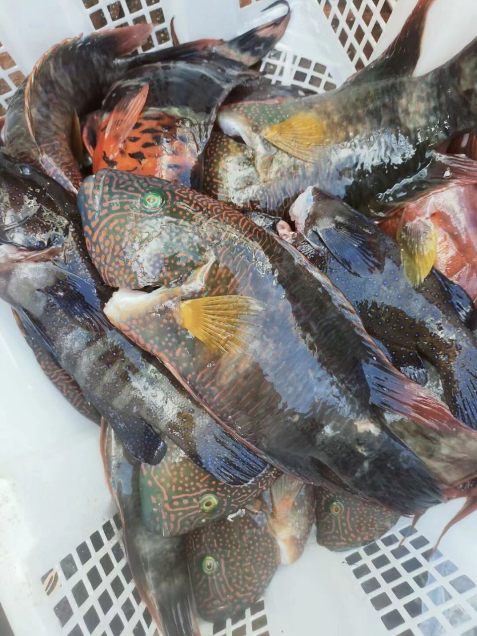 【西沙彩眉】世上少有的蓝骨鱼之一,刺少,肉质细腻鲜美 ,野生鱼里的