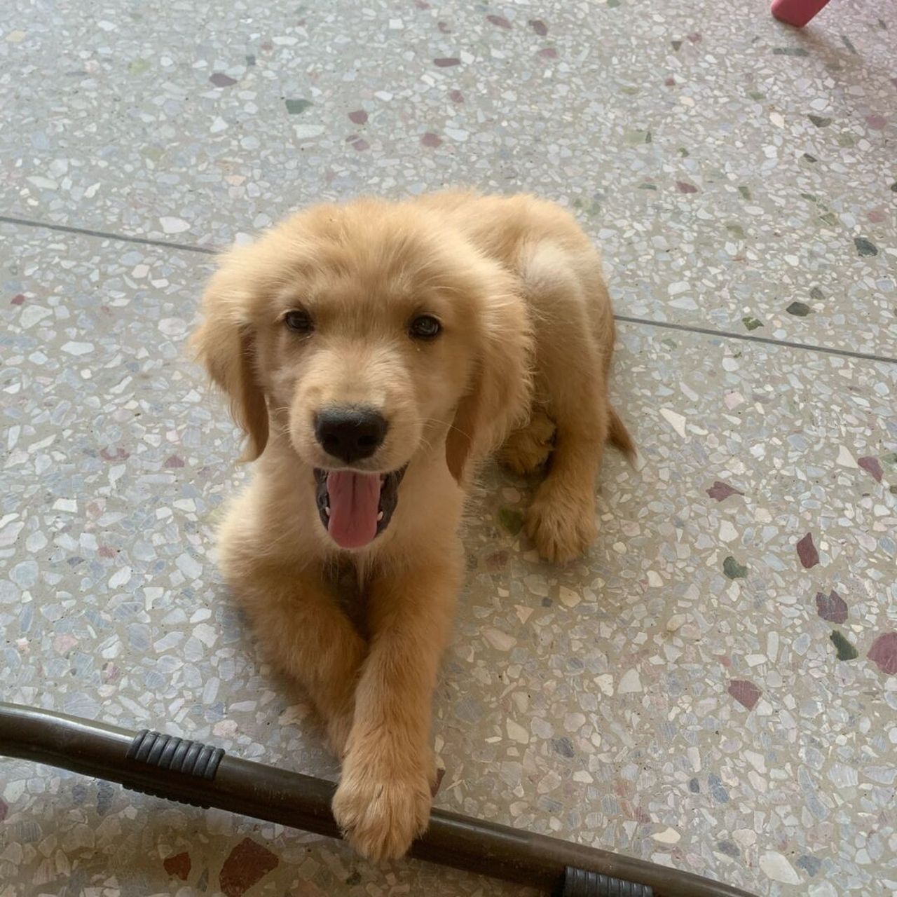 加上热气腾腾的特效,也没食欲呀09 2个月的小金毛[期待] #毛茸茸的