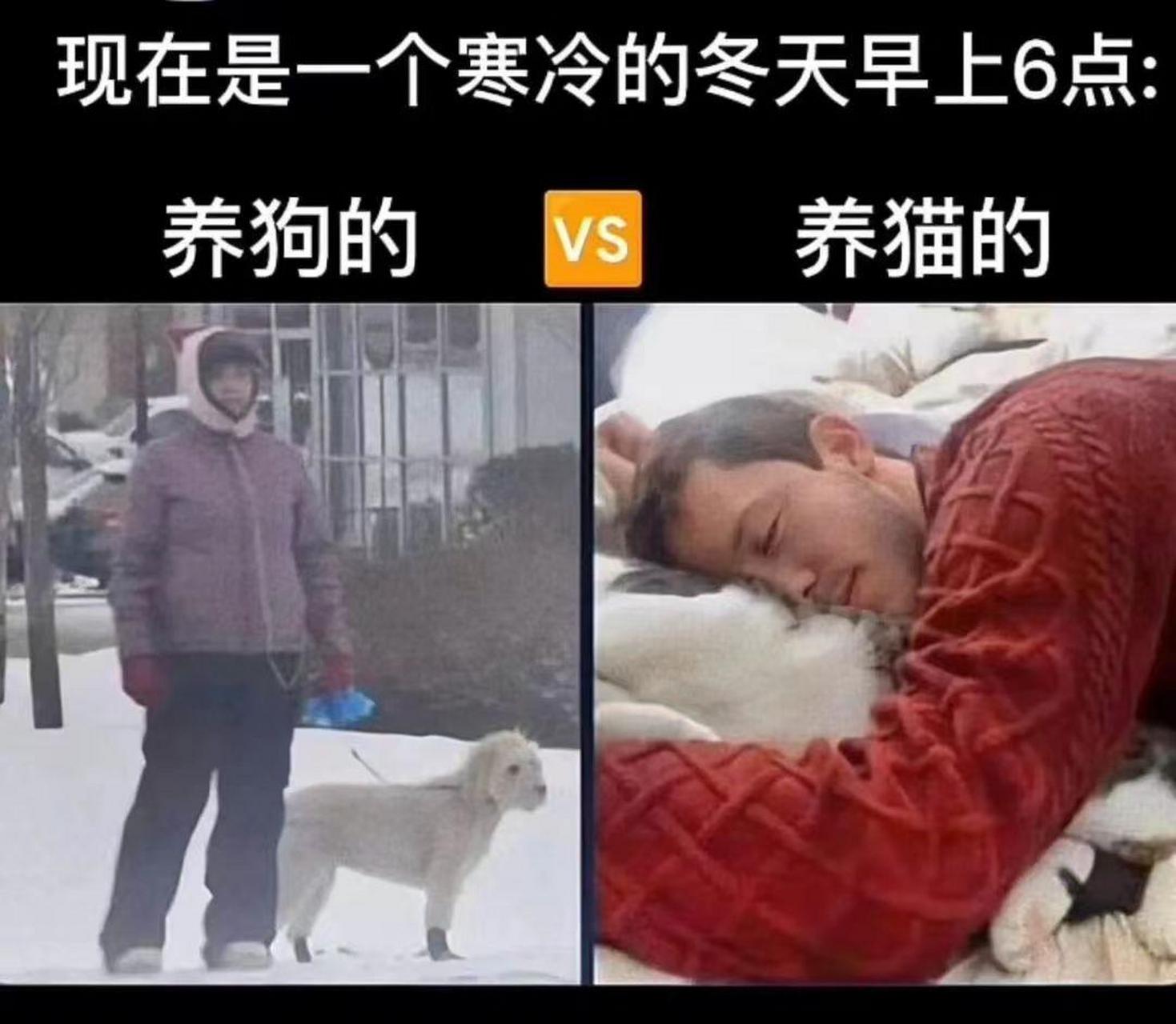 养猫人和养狗人的区别.