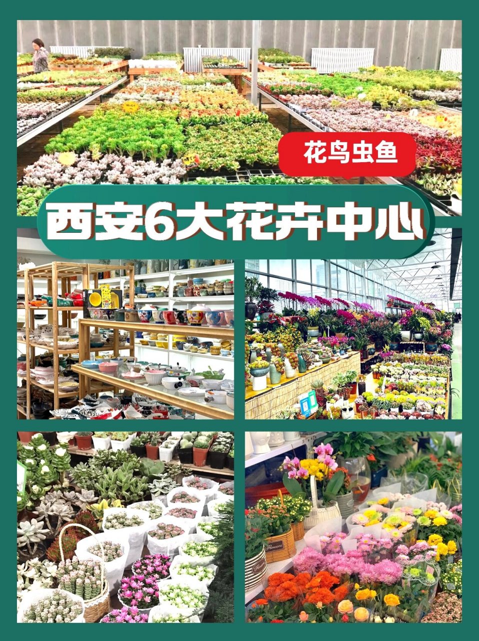 西安66615大花卉市场94每个都别有特色6015 如果不知道去