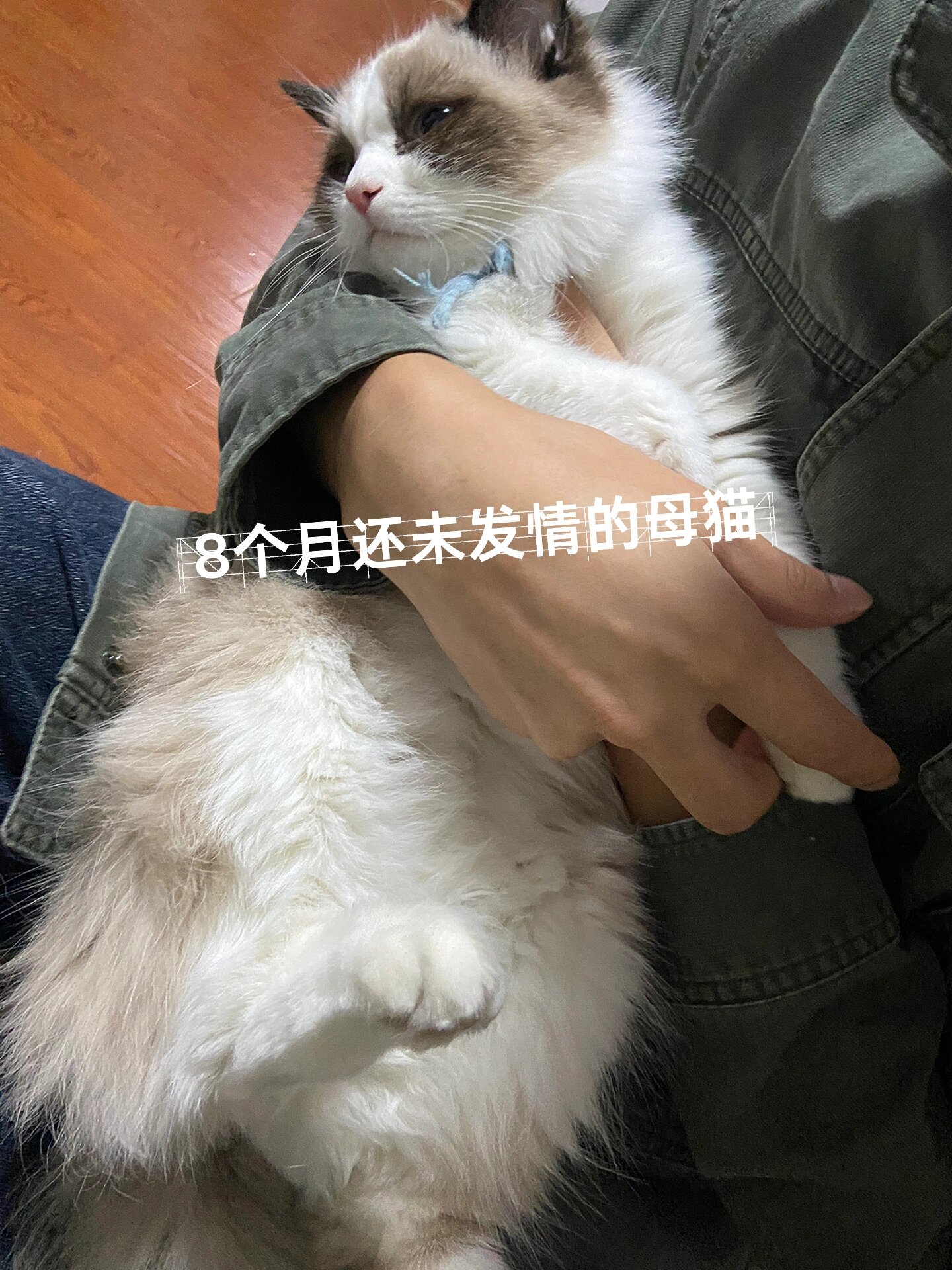 八个月的猫咪5.