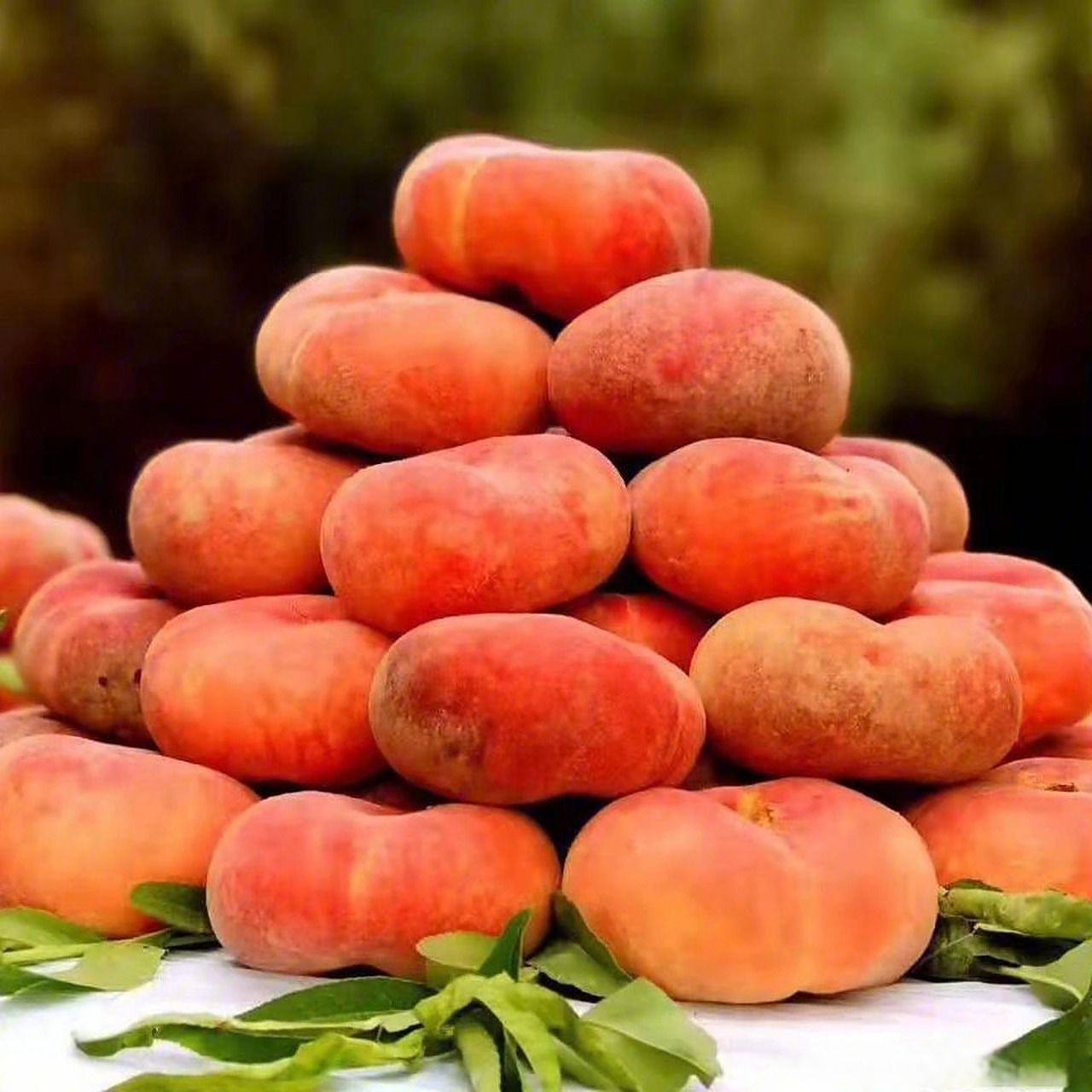 "桃"不掉的甜蜜!新疆库车百亩桃子喜丰收 #新疆旅游热度不减