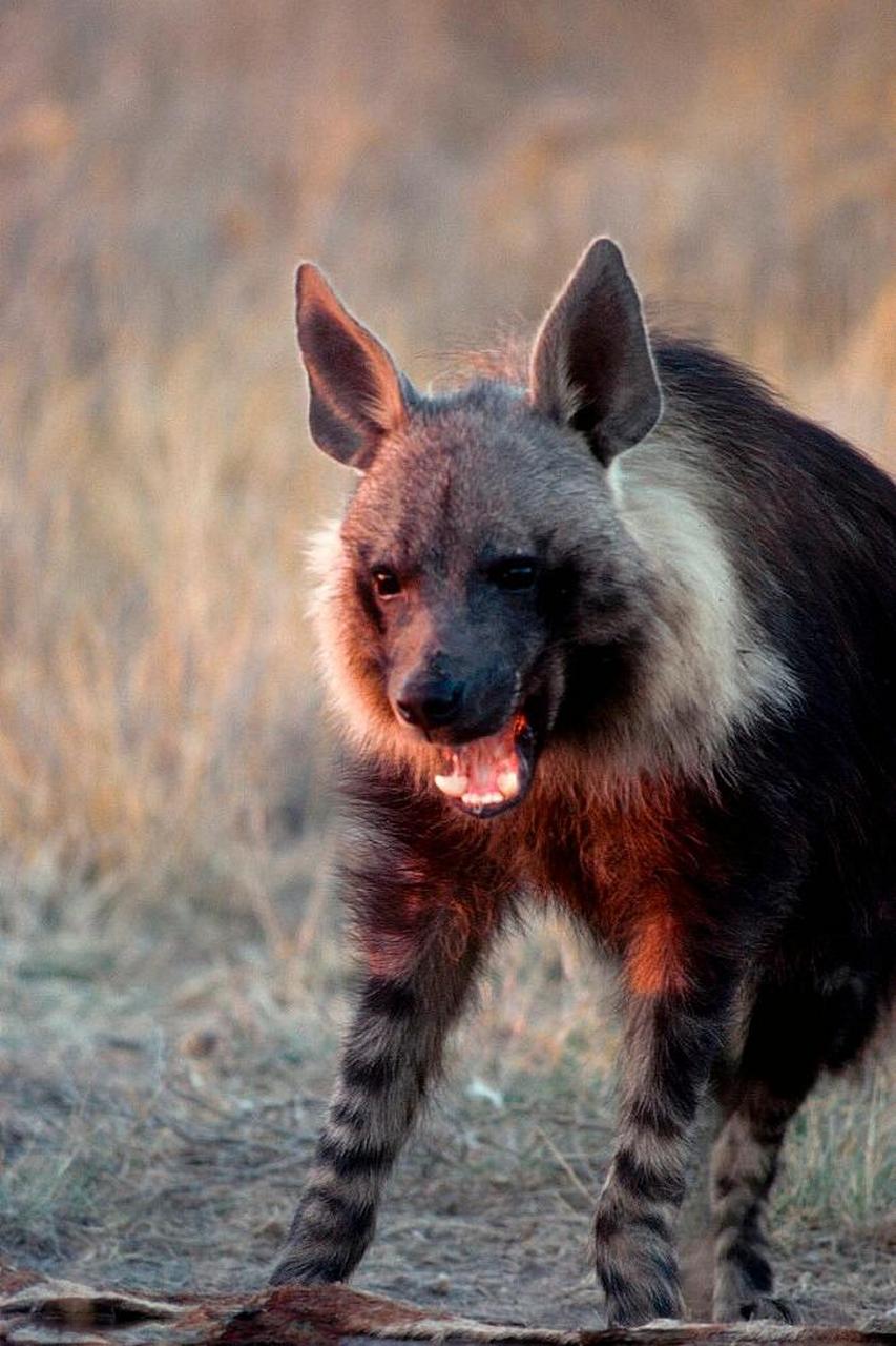 棕鬣狗 棕鬣狗是食肉目鬣狗科棕鬣狗属哺乳动物.体形中等.