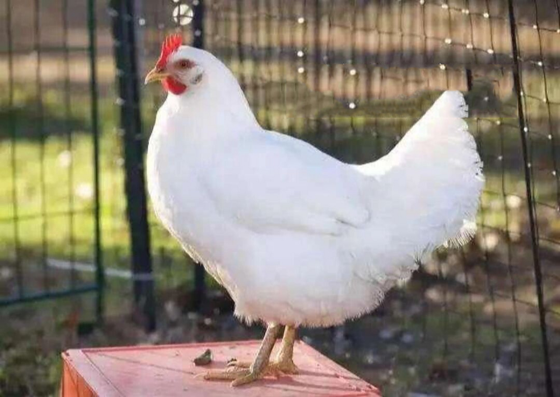 世界五大名94 94一,白洛克鸡 白洛克鸡是一种肉蛋兼用型的品种