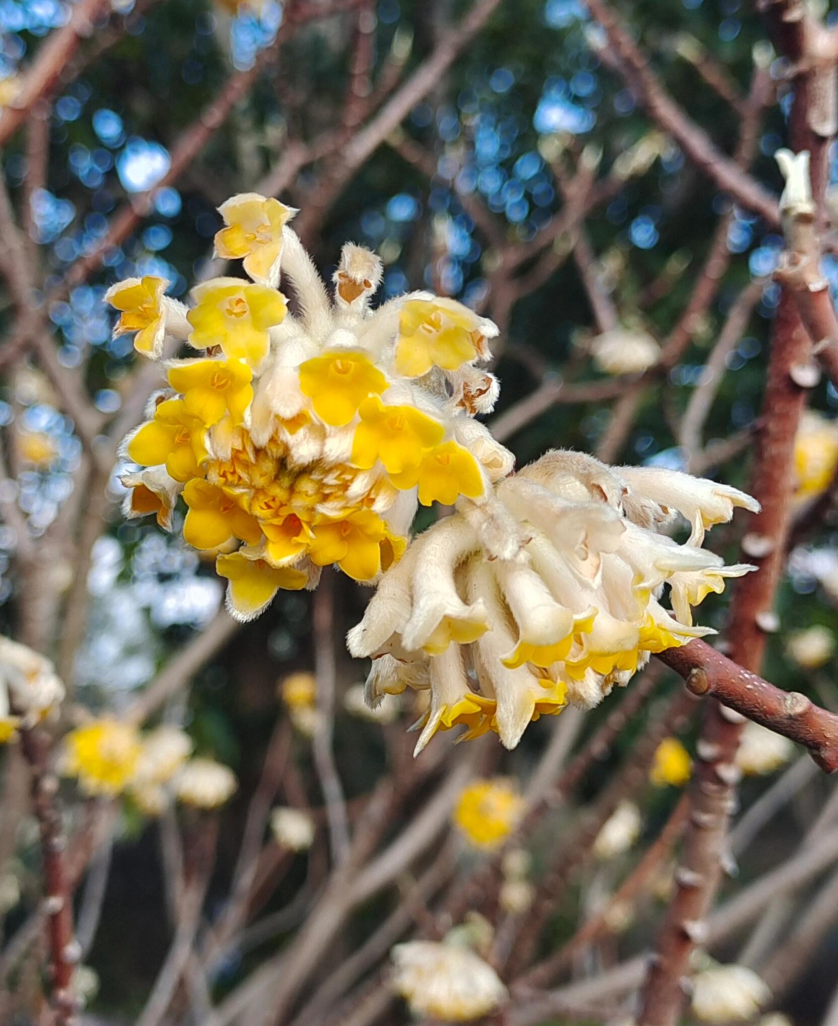 结香花茶,清肝明目,养阴安神,今天你喝了吗?