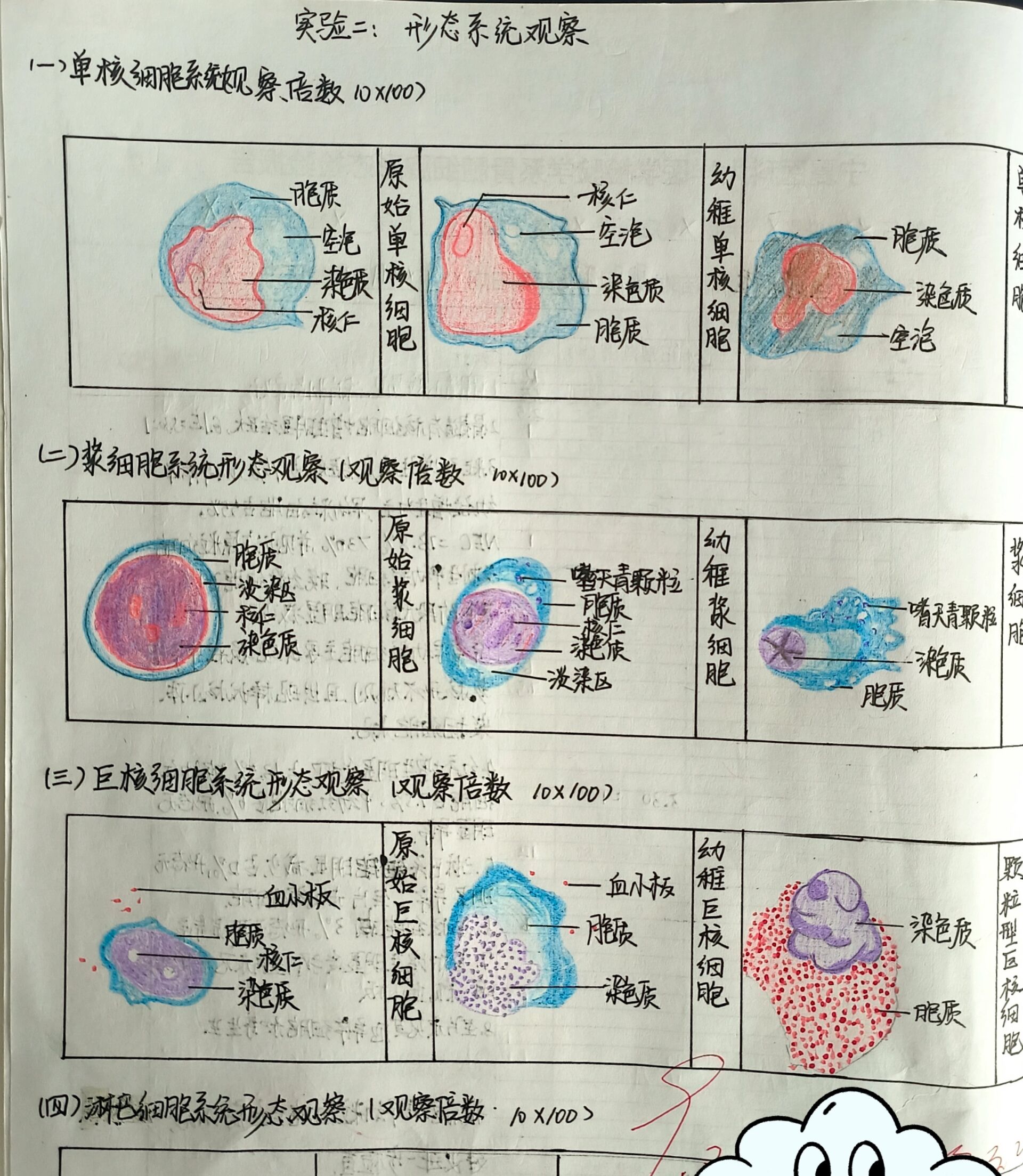 淋巴细胞红蓝铅笔图图片