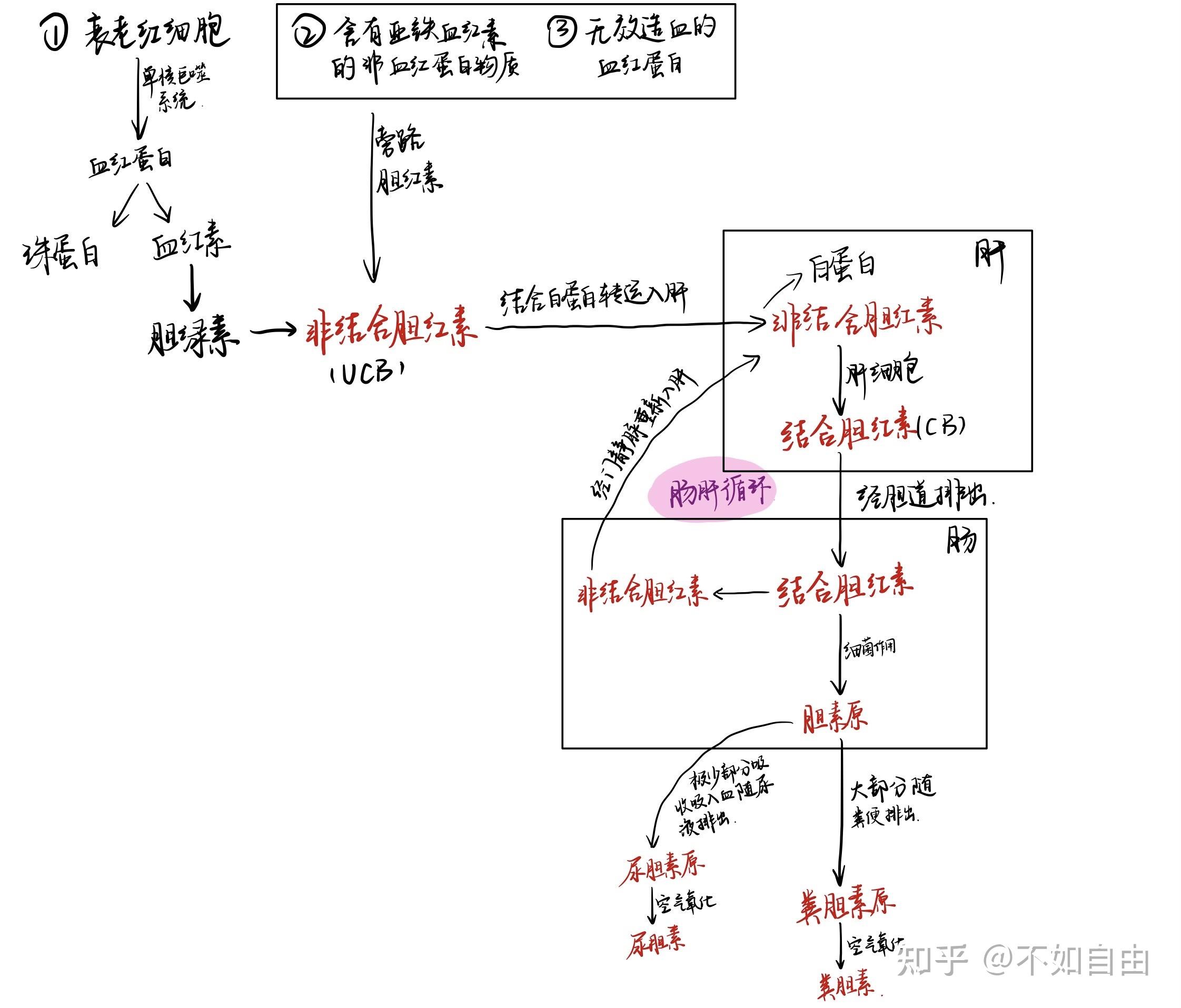 胆红素代谢过程图解图片