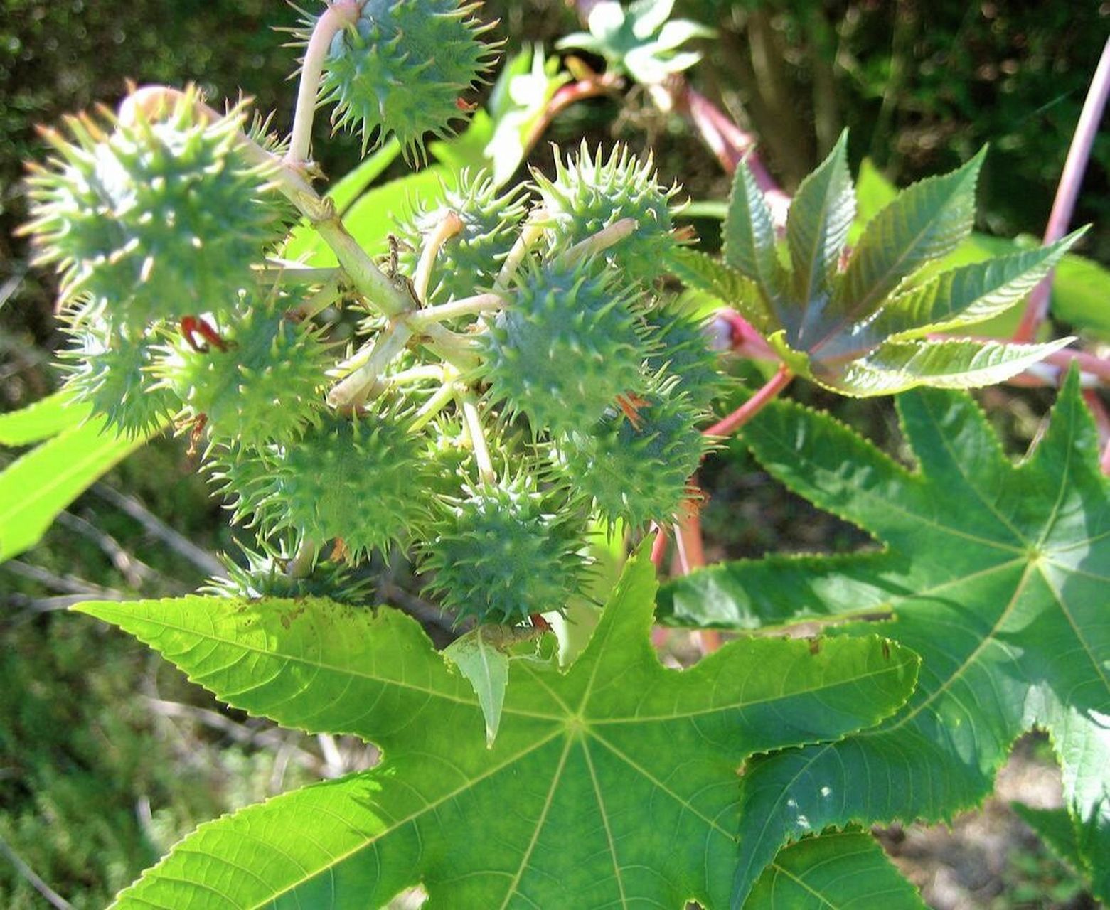 蓖麻喜欢在高温的环境下生长,霜冻时节要做好保护,避免被冻伤.