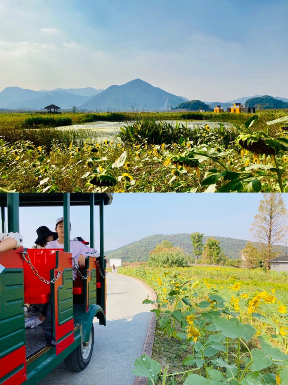 10-11月份铜鉴湖花海 地点:铜鉴湖花海/6号线双浦地铁站 	 特色推荐
