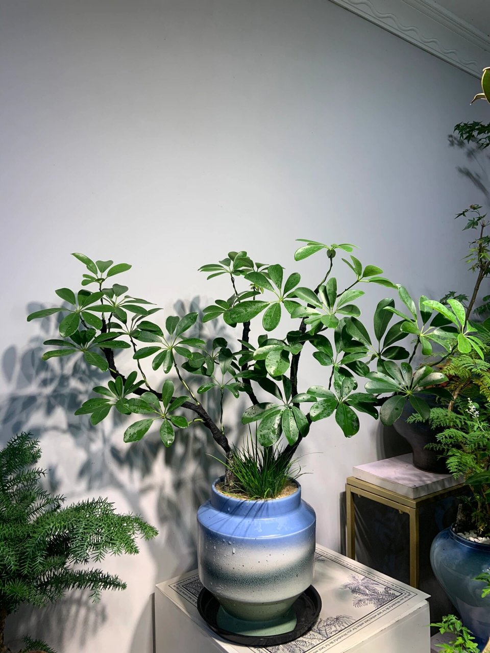 八方来财 鸭脚木 室内好养绿植